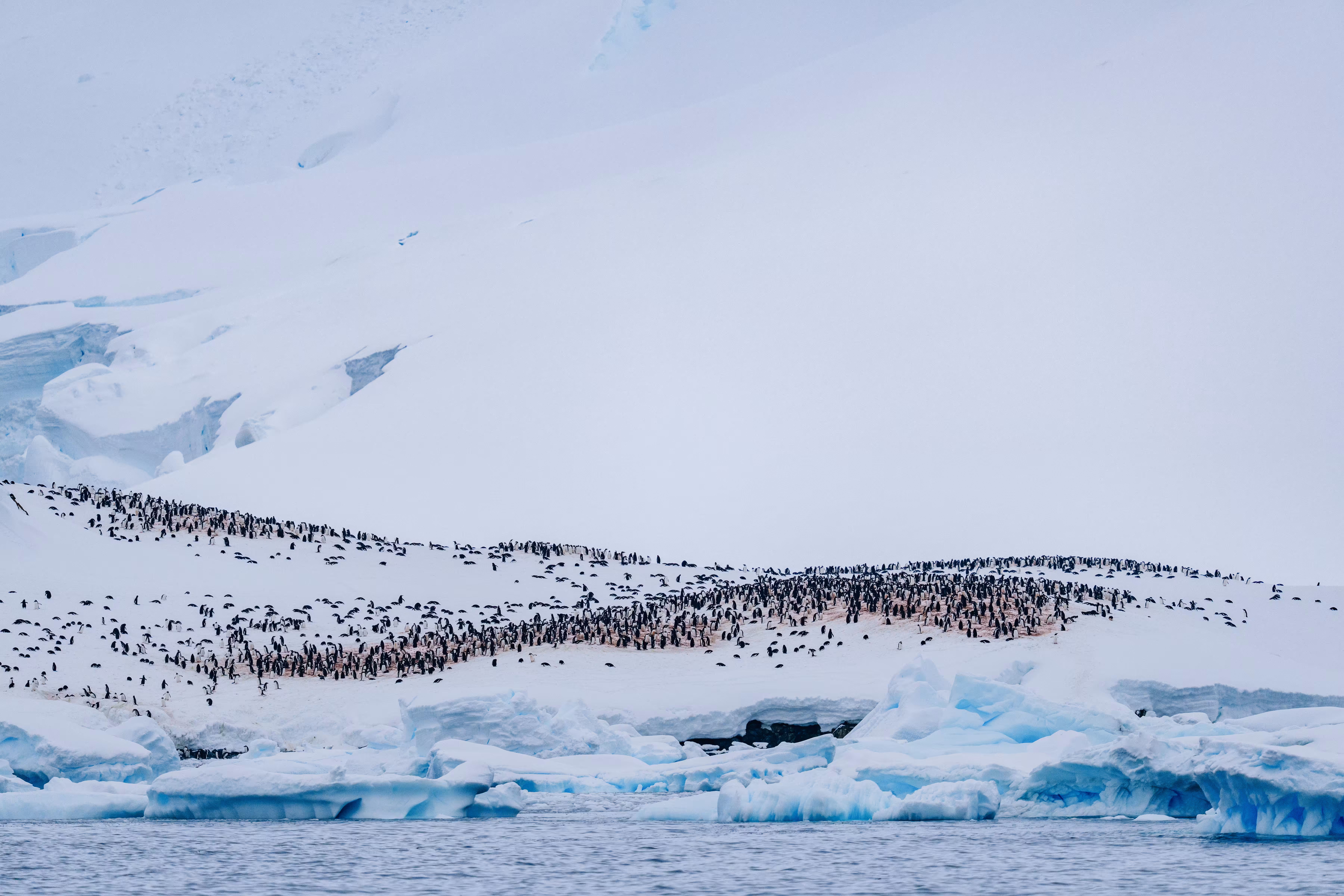 A Thousand Penguins