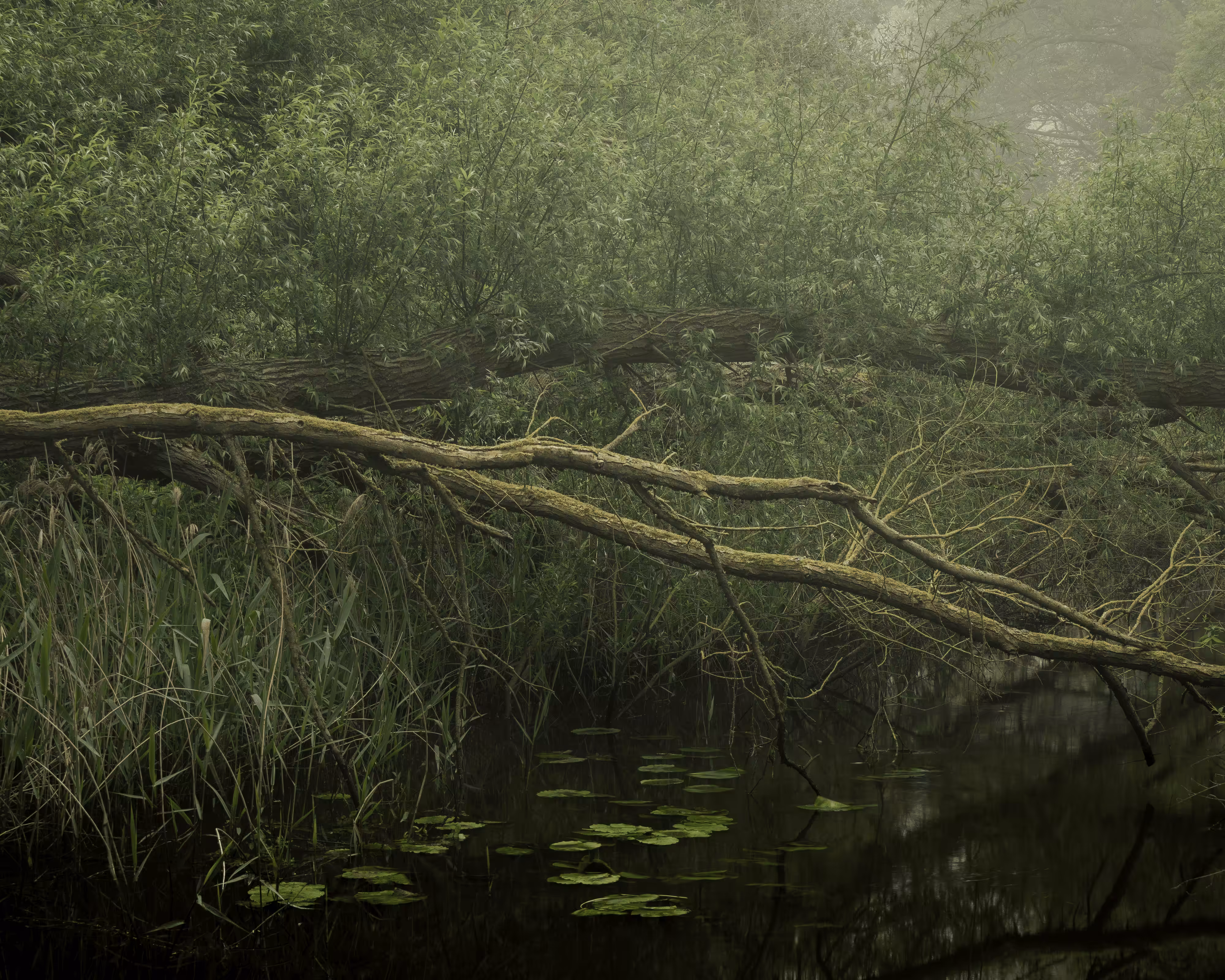 Undergrowth #25 - Impressions