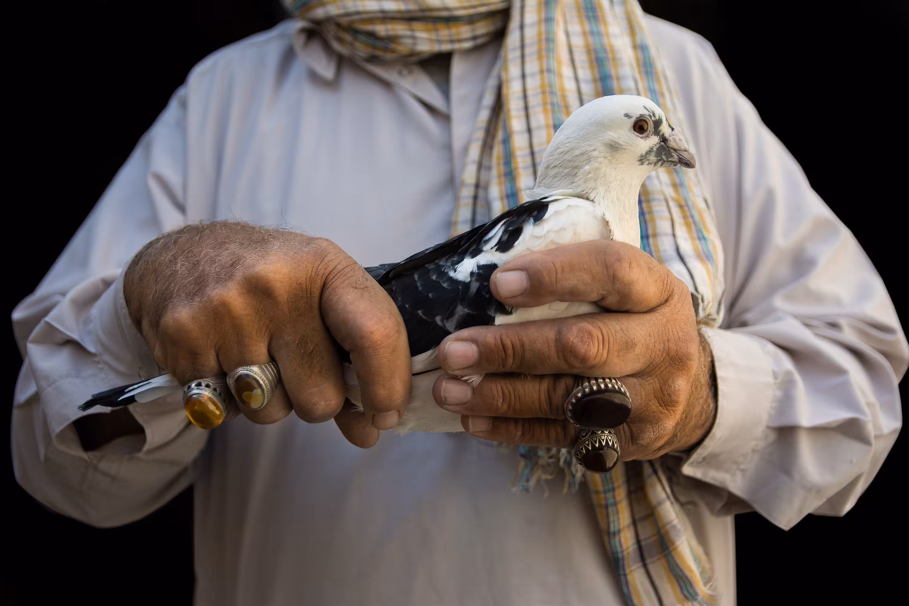 Pigeon-Fancier