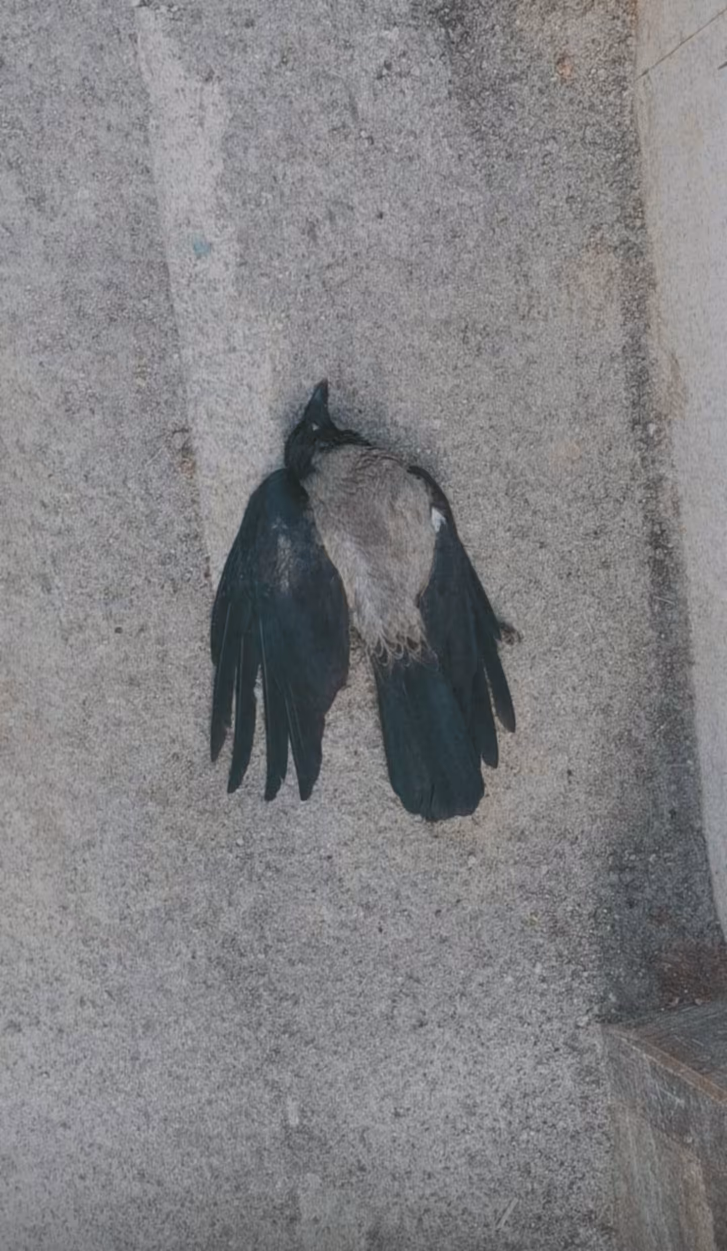 Crow