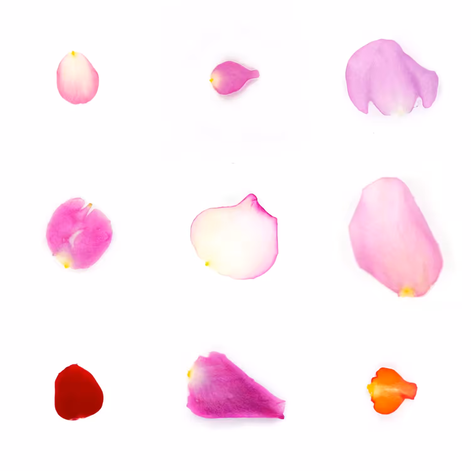 Infinite Petals 3x3#3671