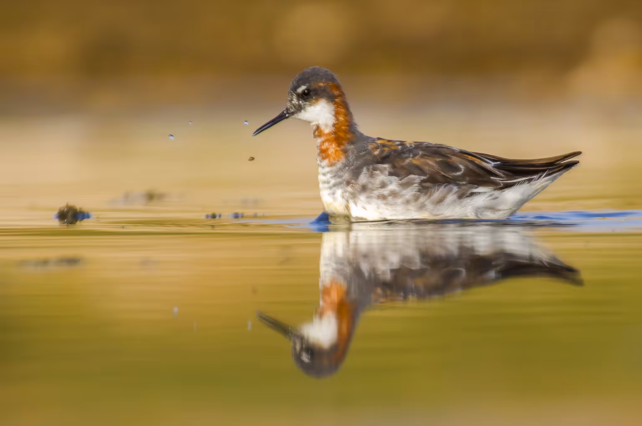 Red-necked Phalarope