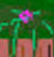 selva3