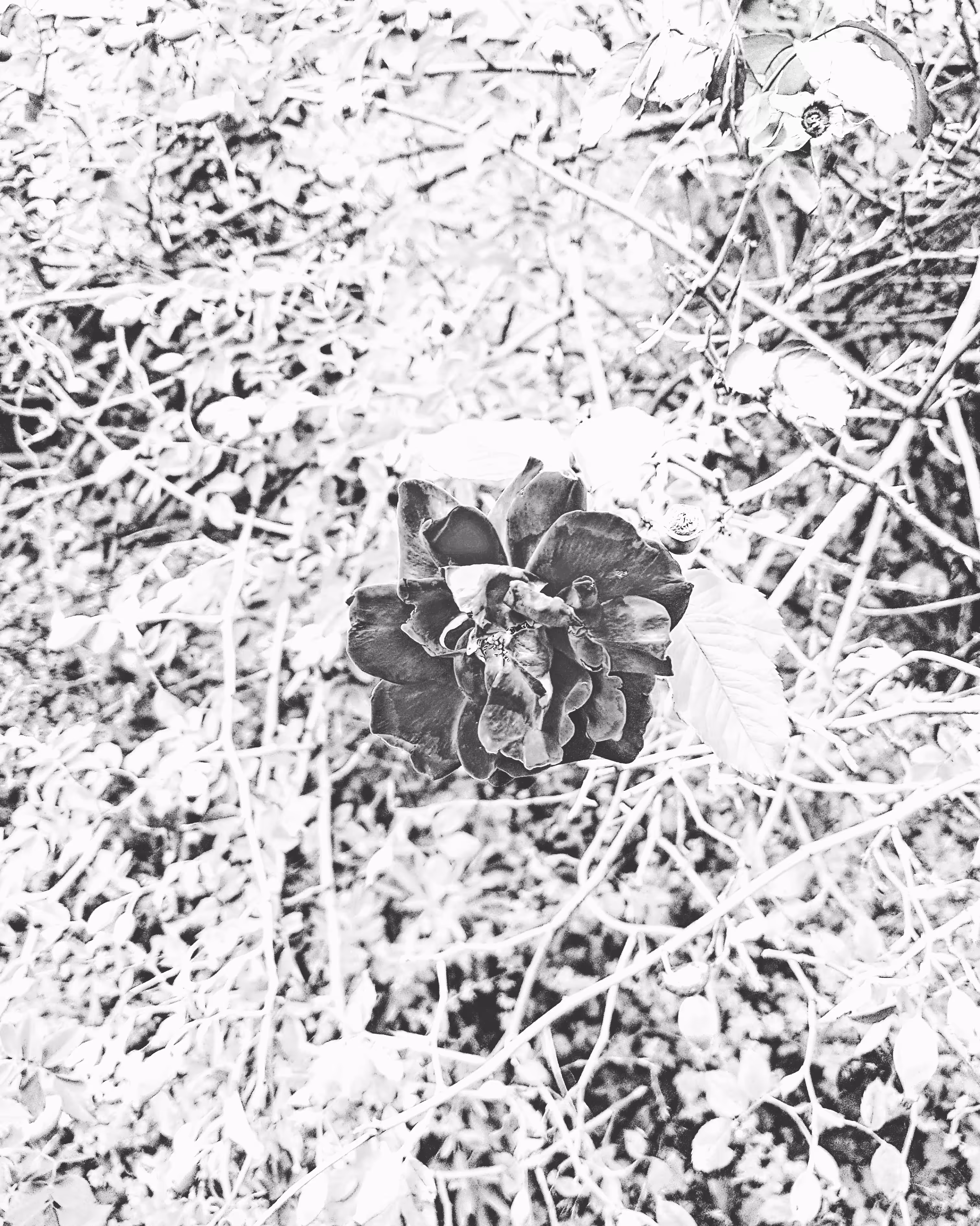 Still Life