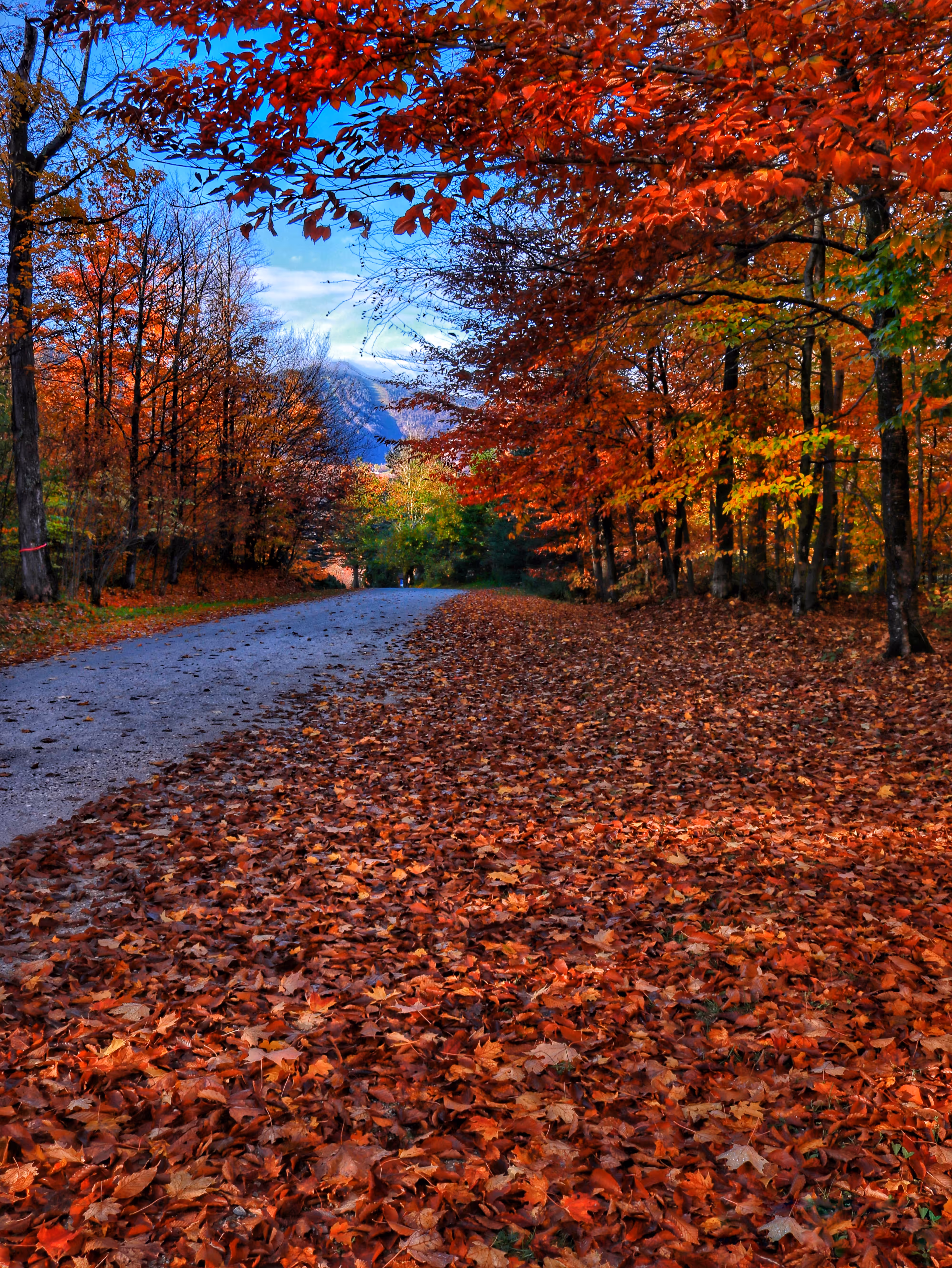 Fall from Maine!