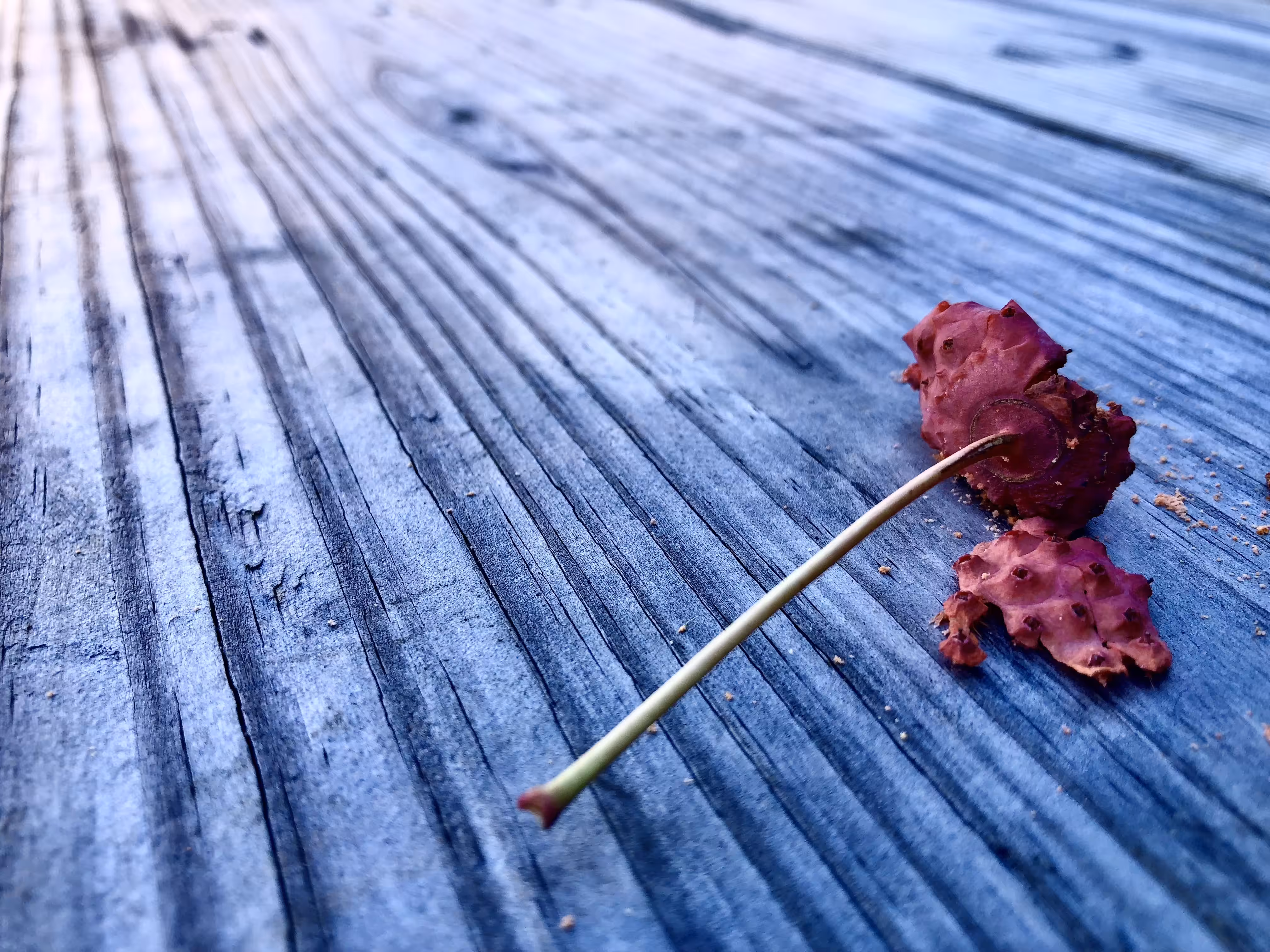 Red Soldiers on a Blue Road (1)