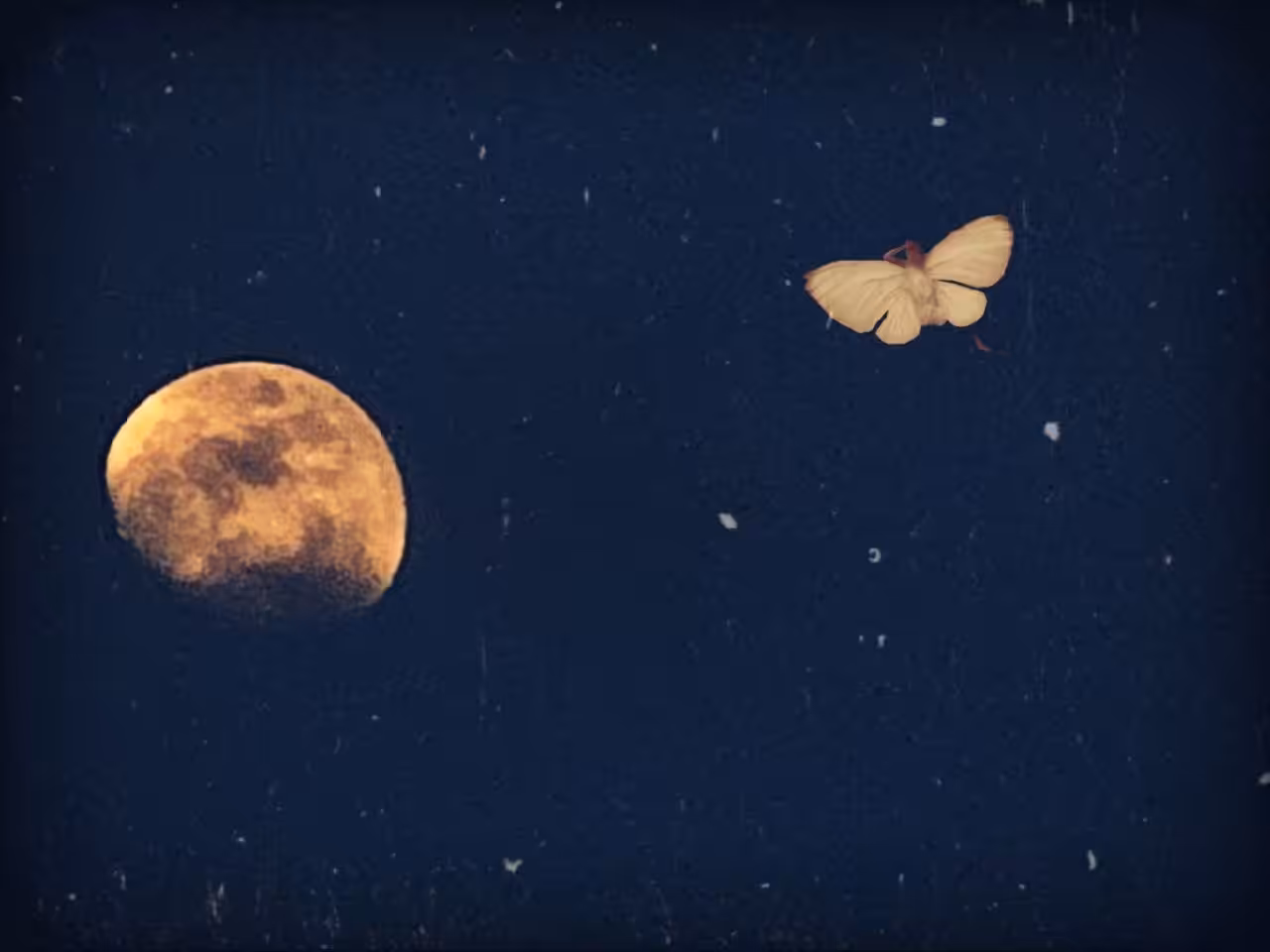 Memories of a camera: Jungle of stars🌌🦋