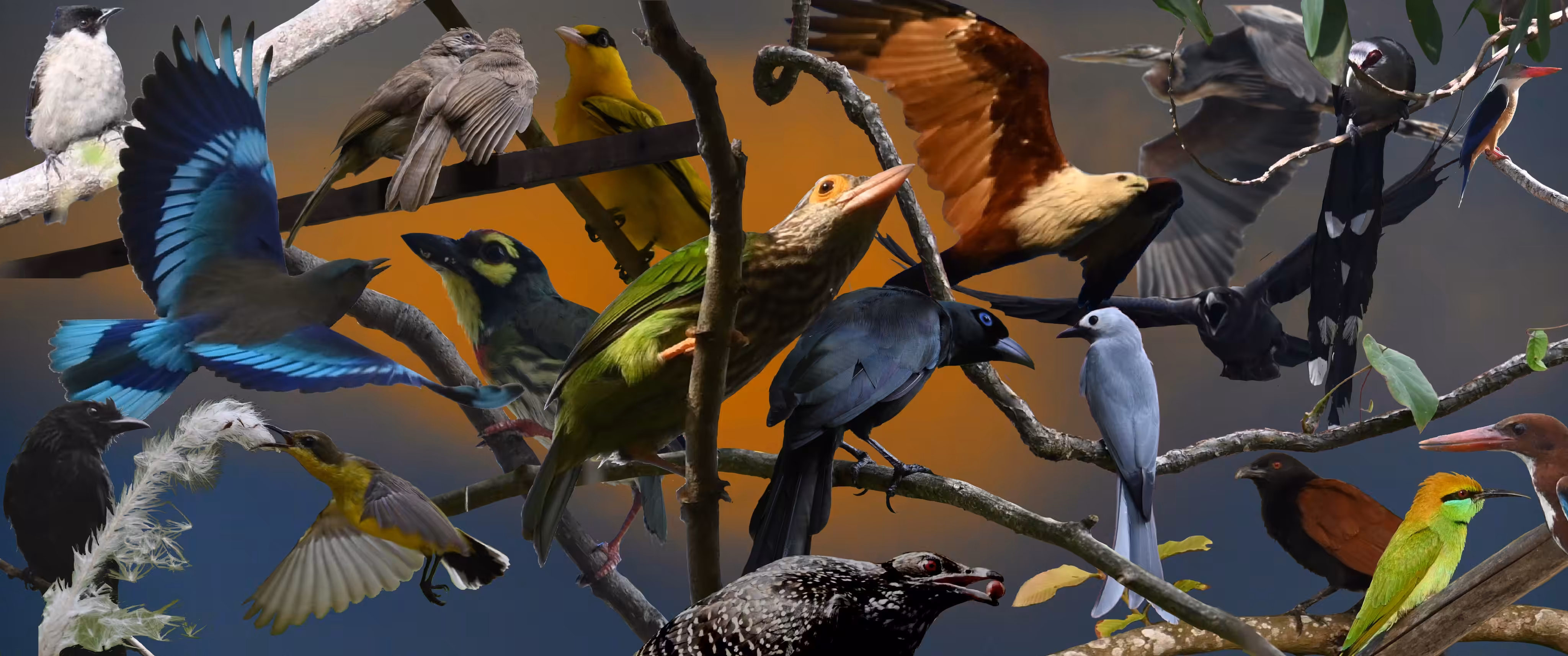 Birds, birds, birds on the brain