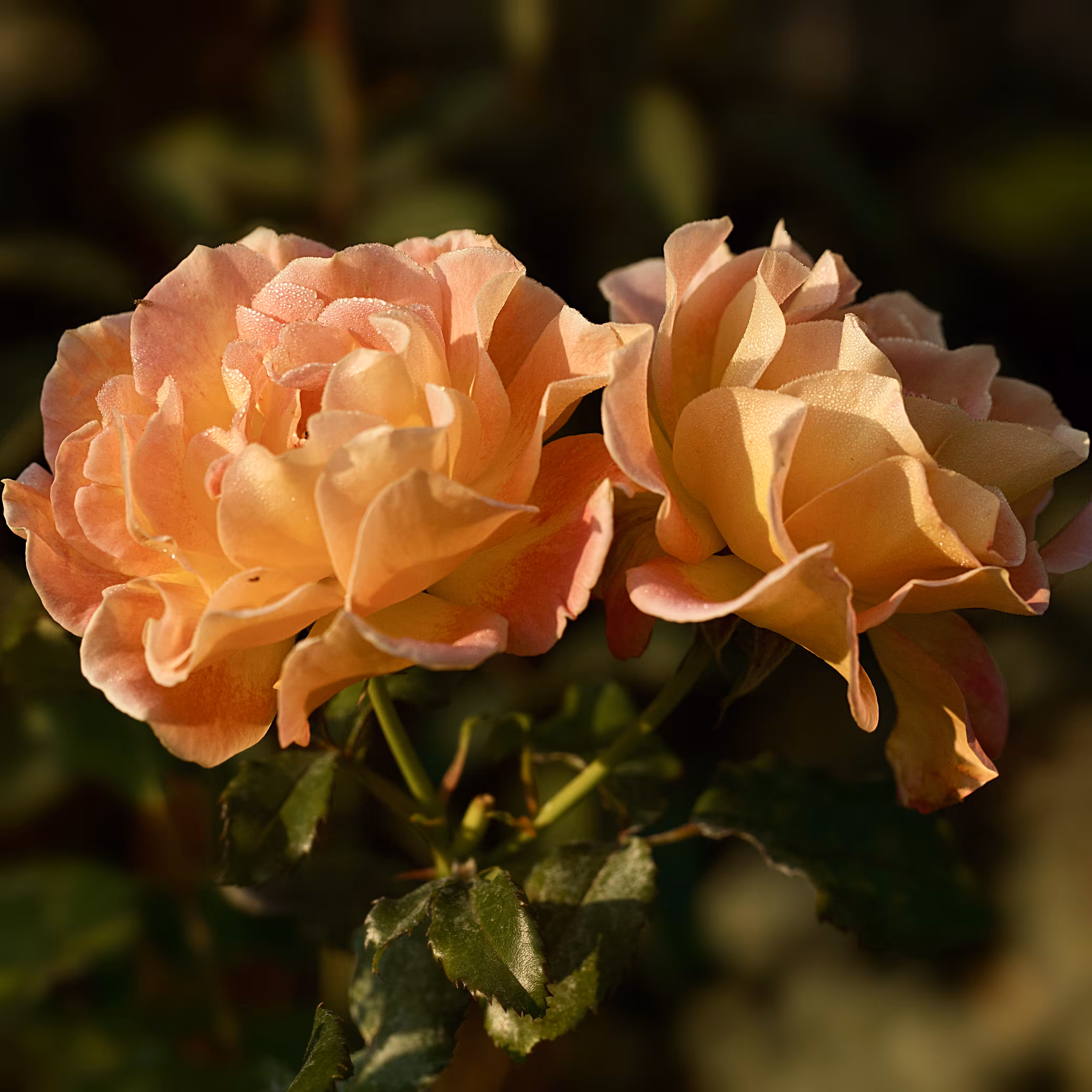 Twin Roses