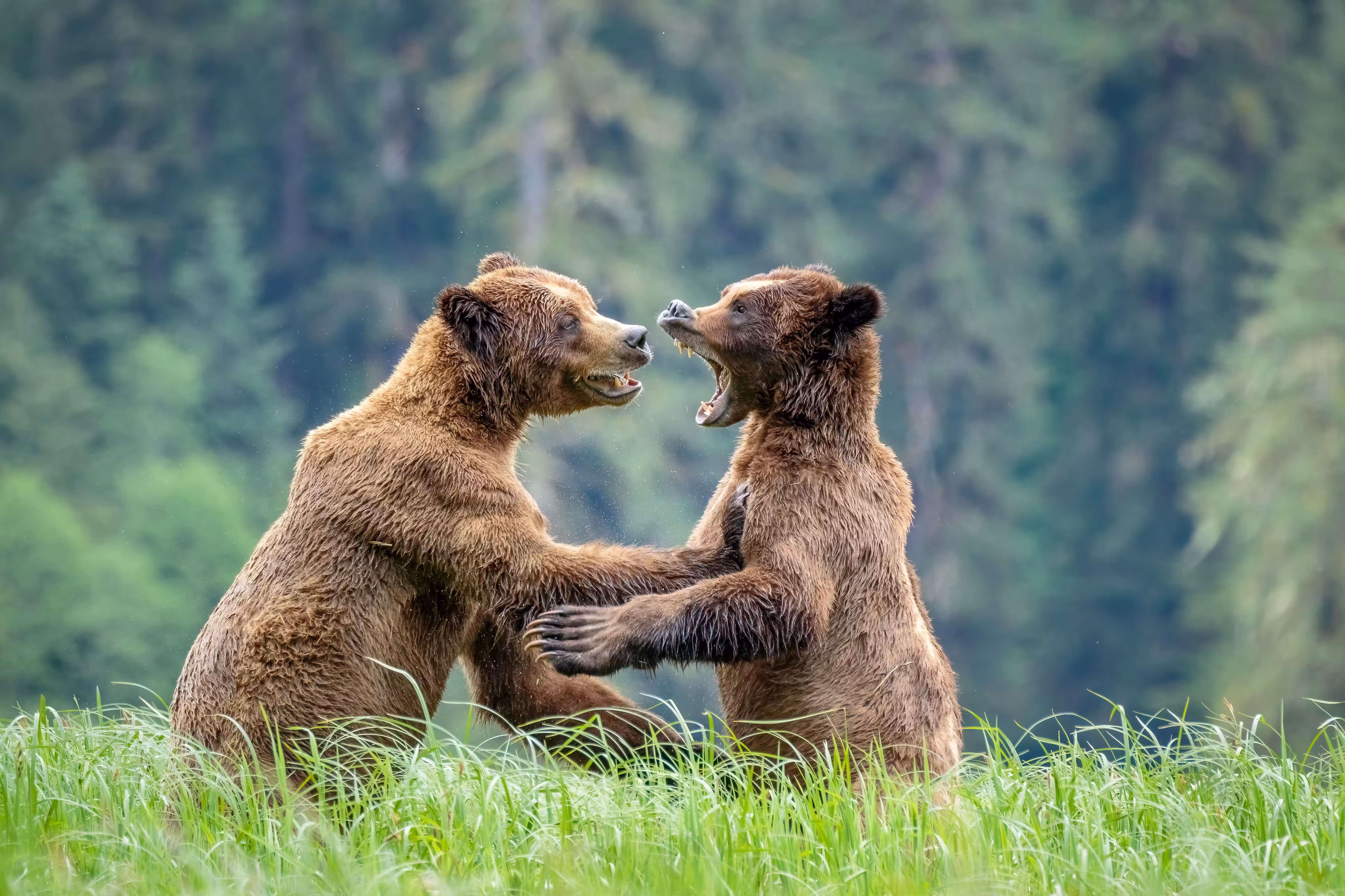 Grizzly Games