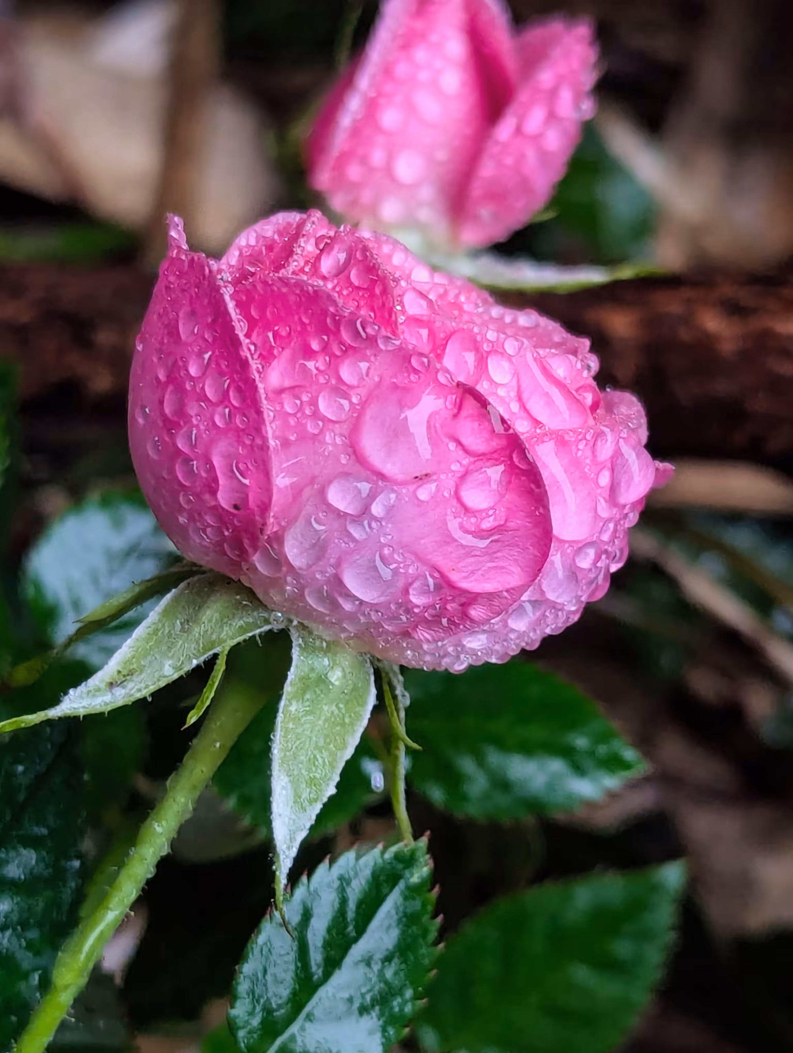 Luke_0x1 Photography : Pink springtime