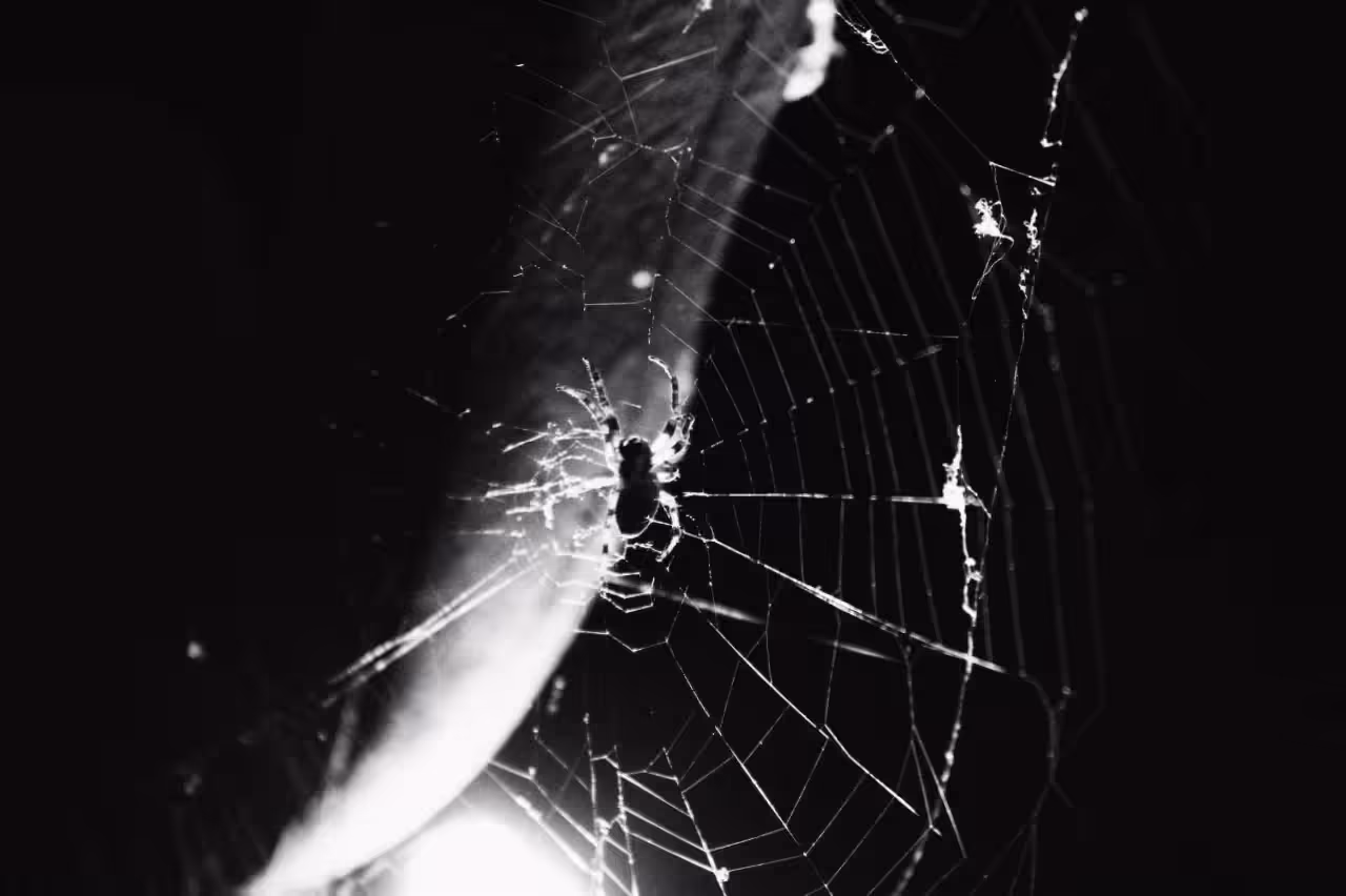 spider