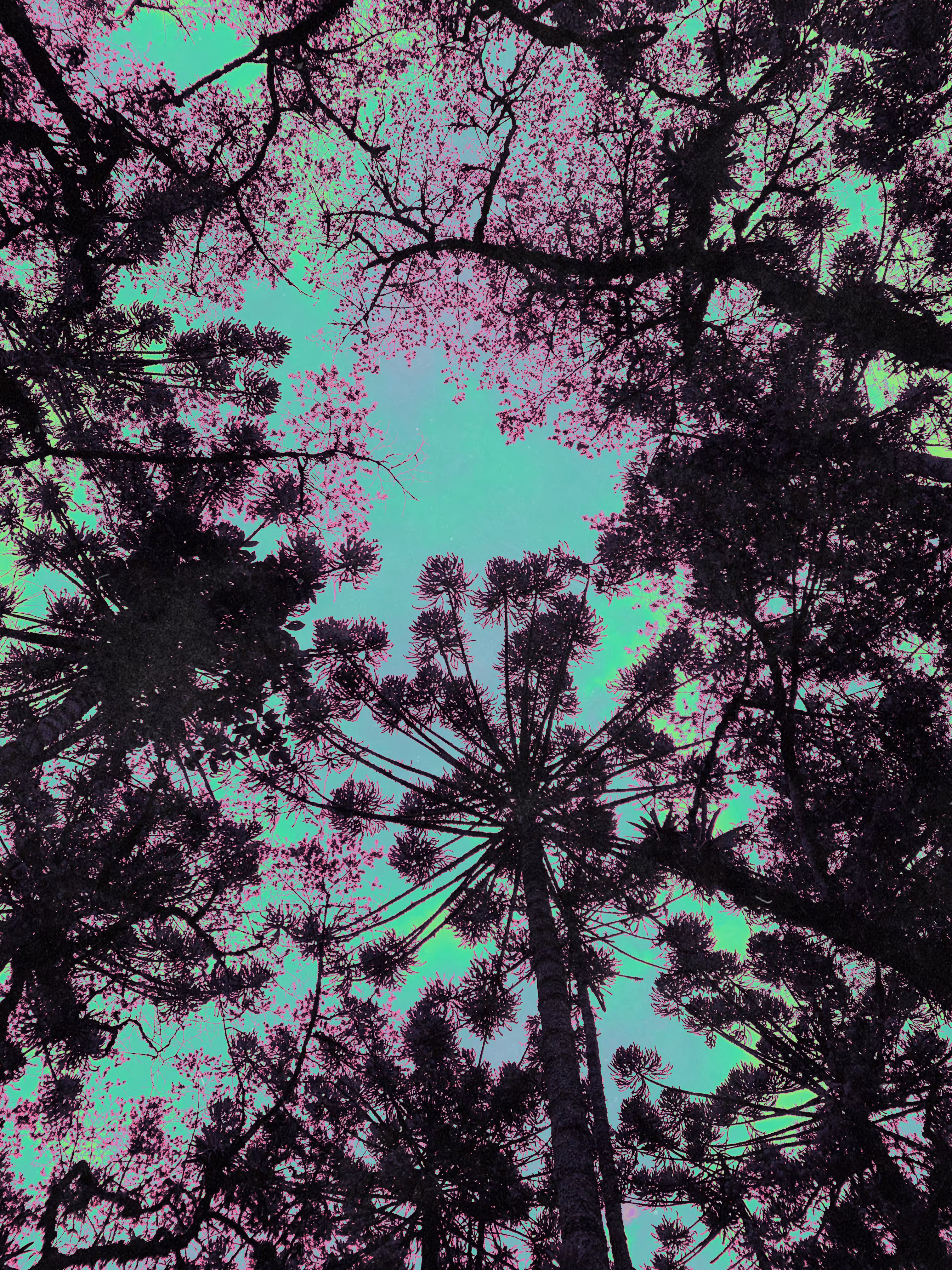 Lost in a Forest
