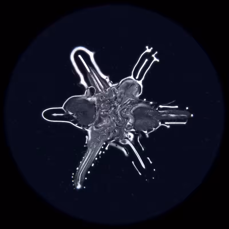 Ethereal Microcosm #146