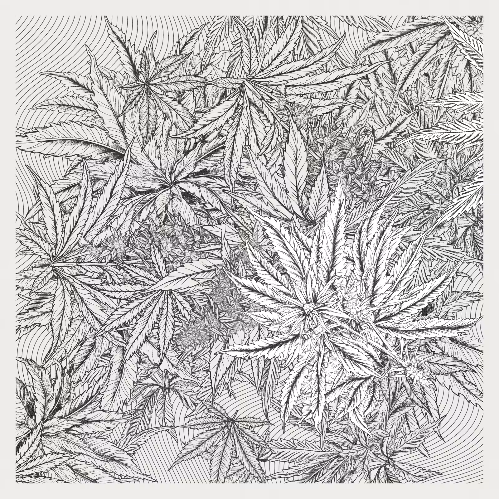 zancannabis #127
