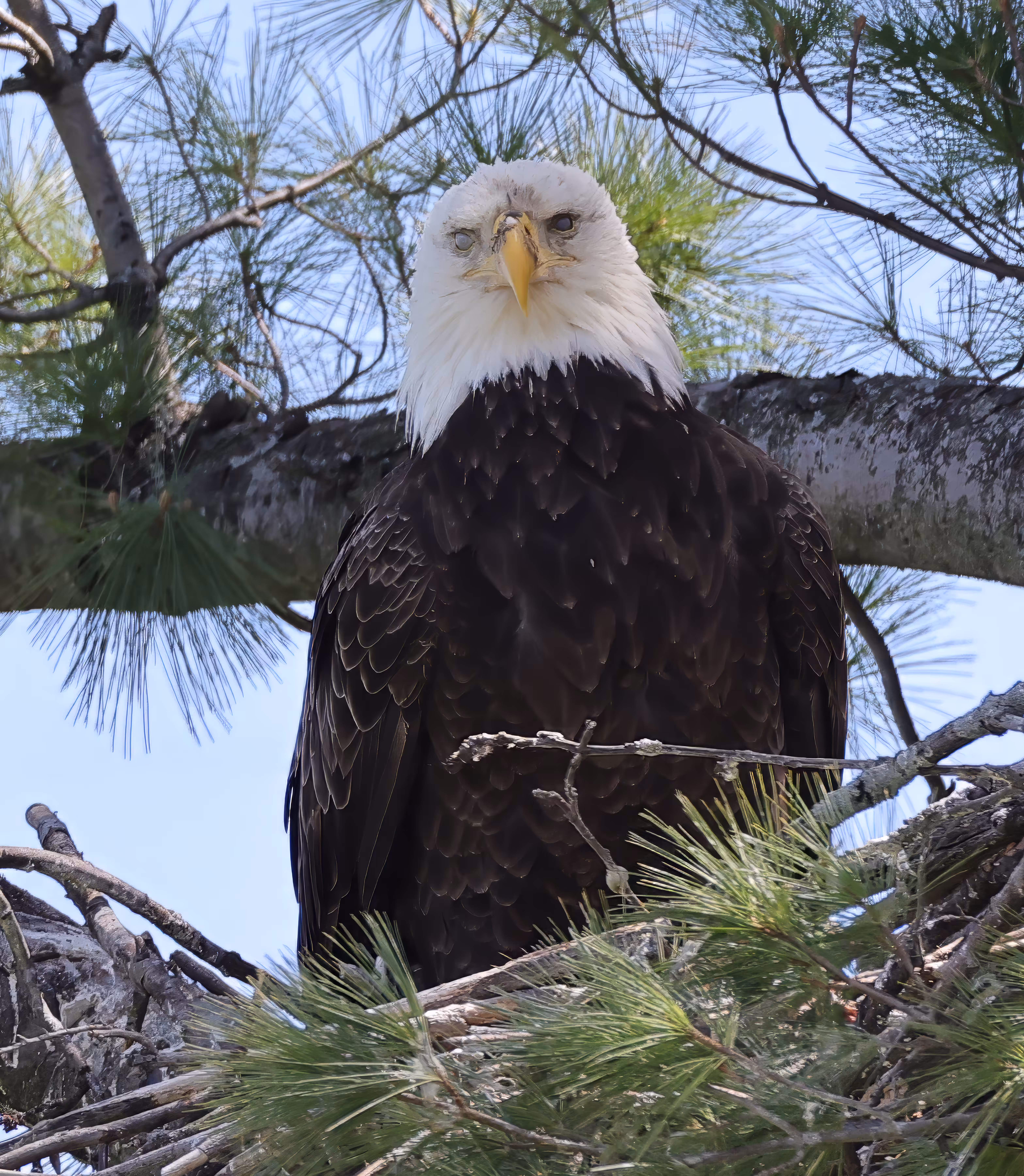 #OneToadPhotography: Zombie Eagle? 