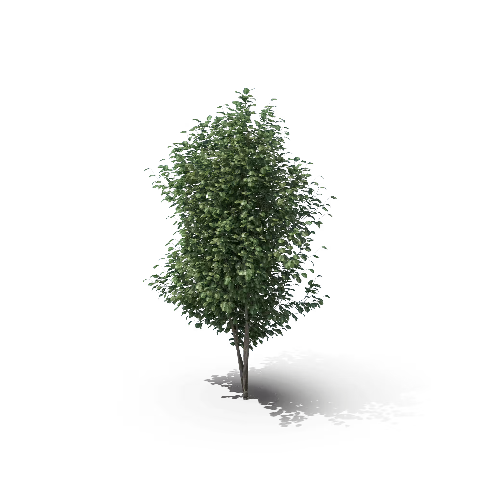 Your Tree I Hawthorn