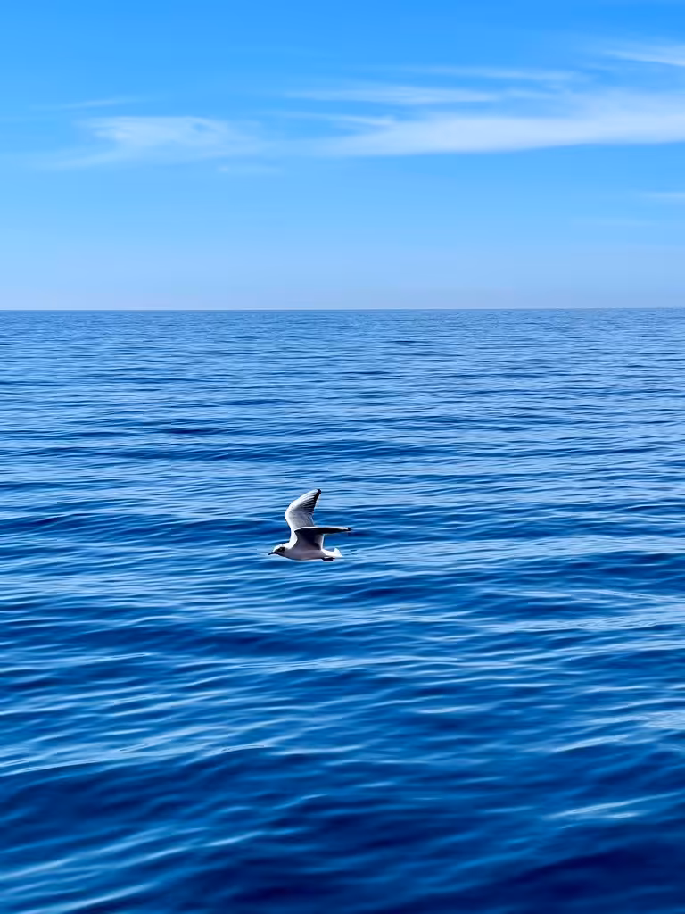 The Freedom Over the Endless Blue 🌊🕊️