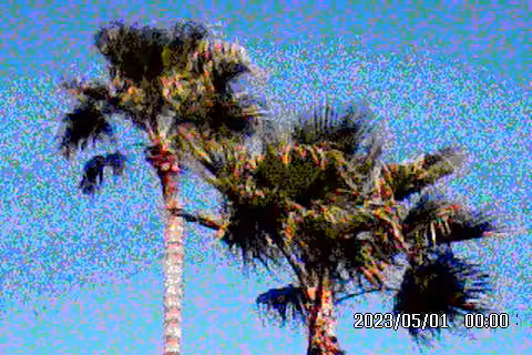 Fraternal Twin Palms