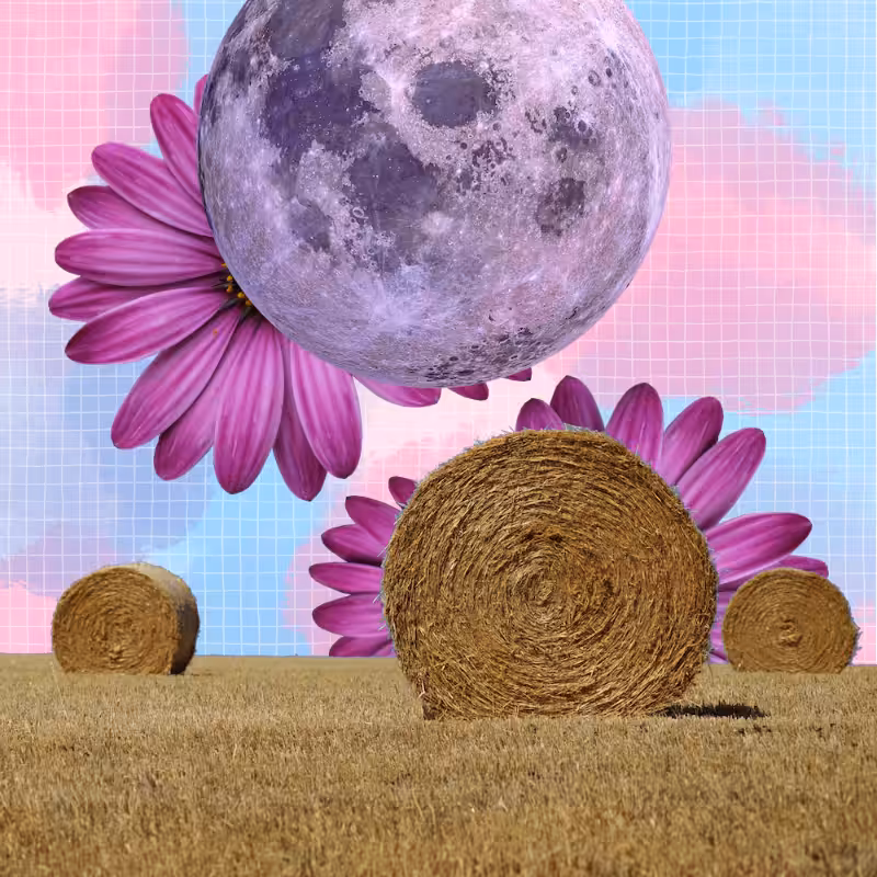 Pink Moon #50
