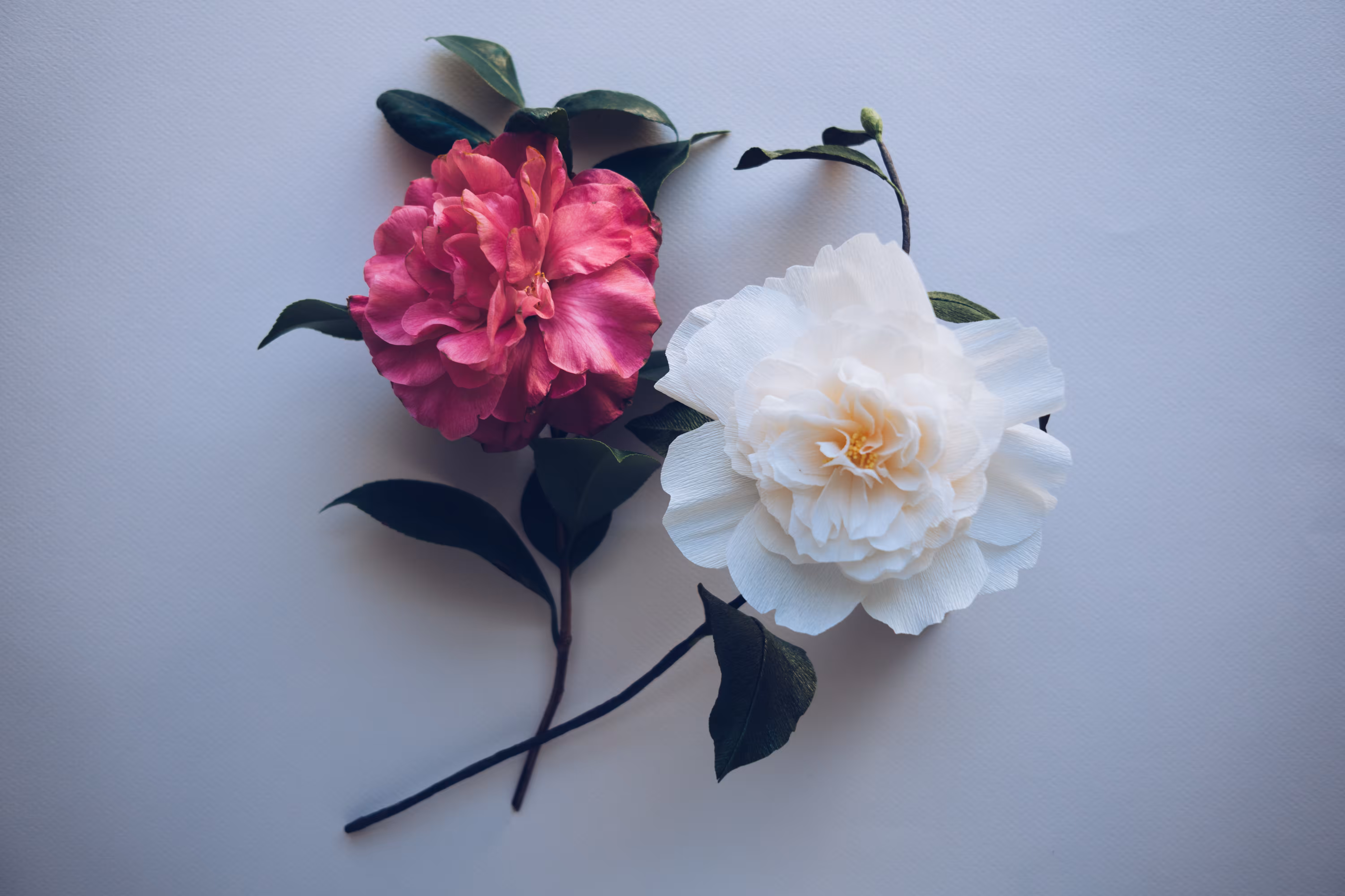 Life vs Art in Camellias
