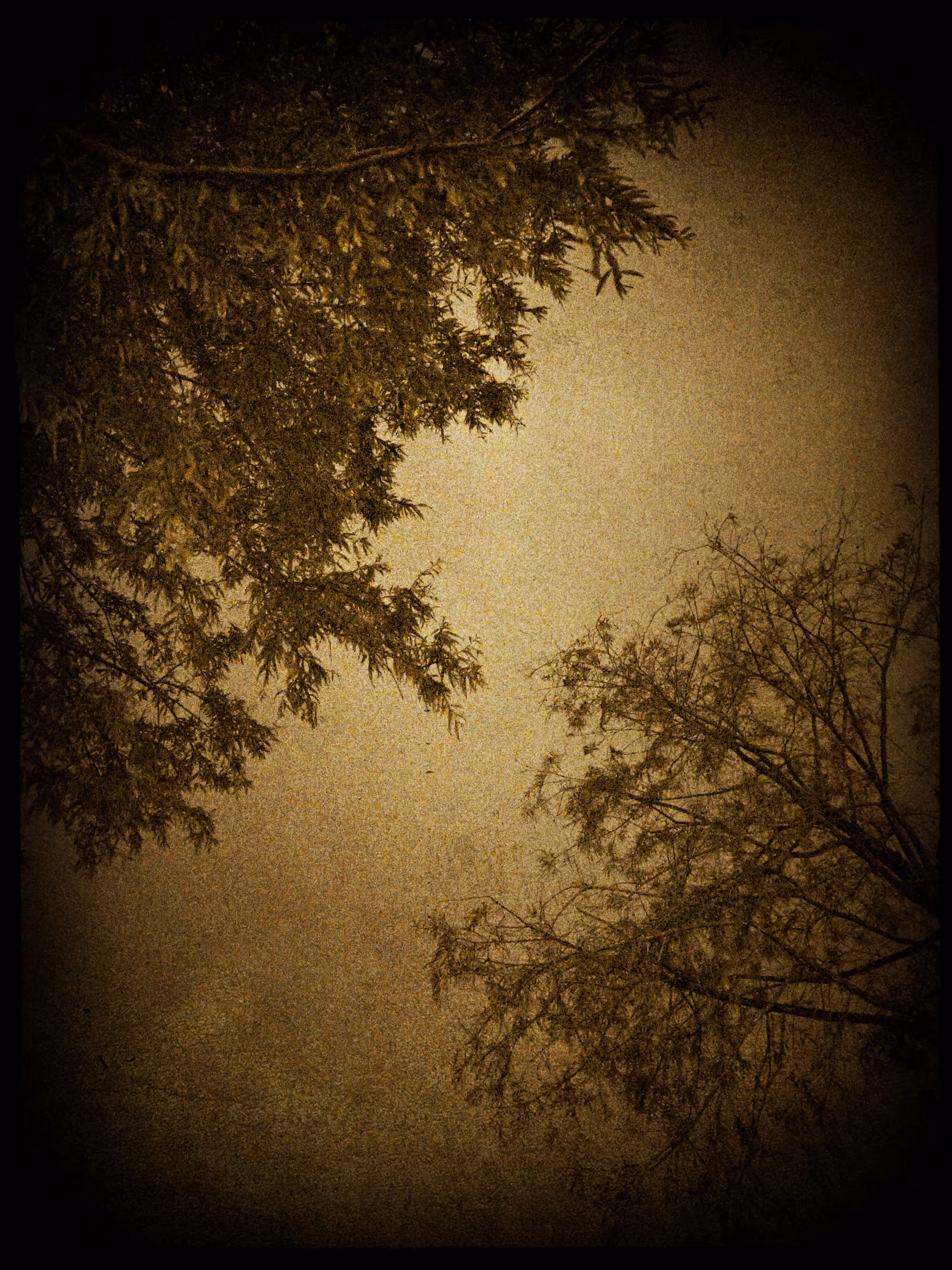 Upon The Campfire