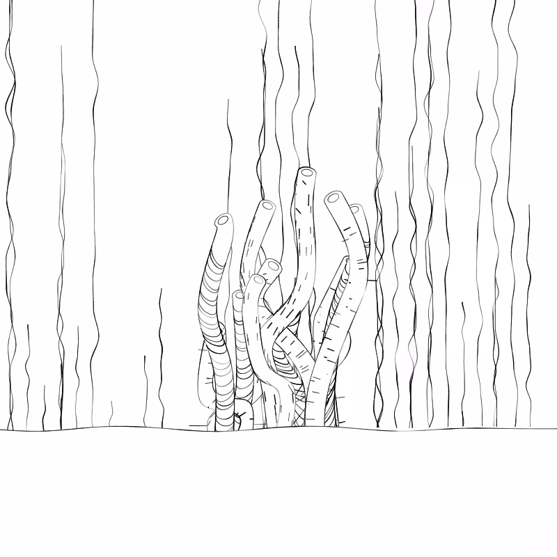 The Good Corals #2