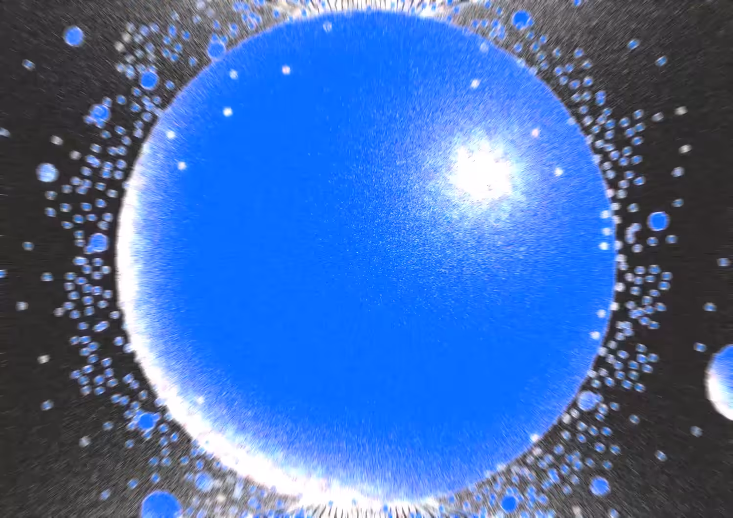 Flaviola negative-sense