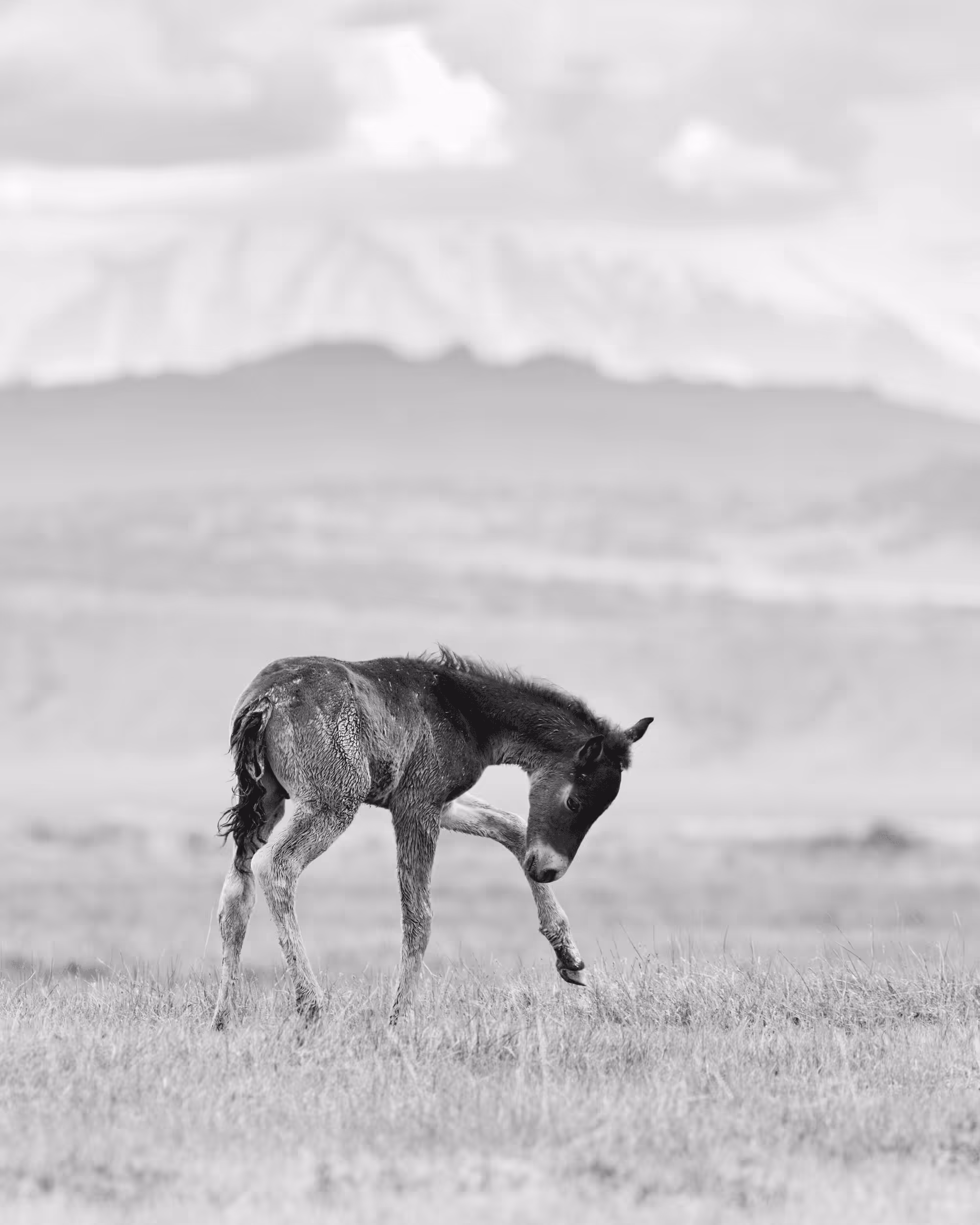 Wild Mustangs: Playful Foal