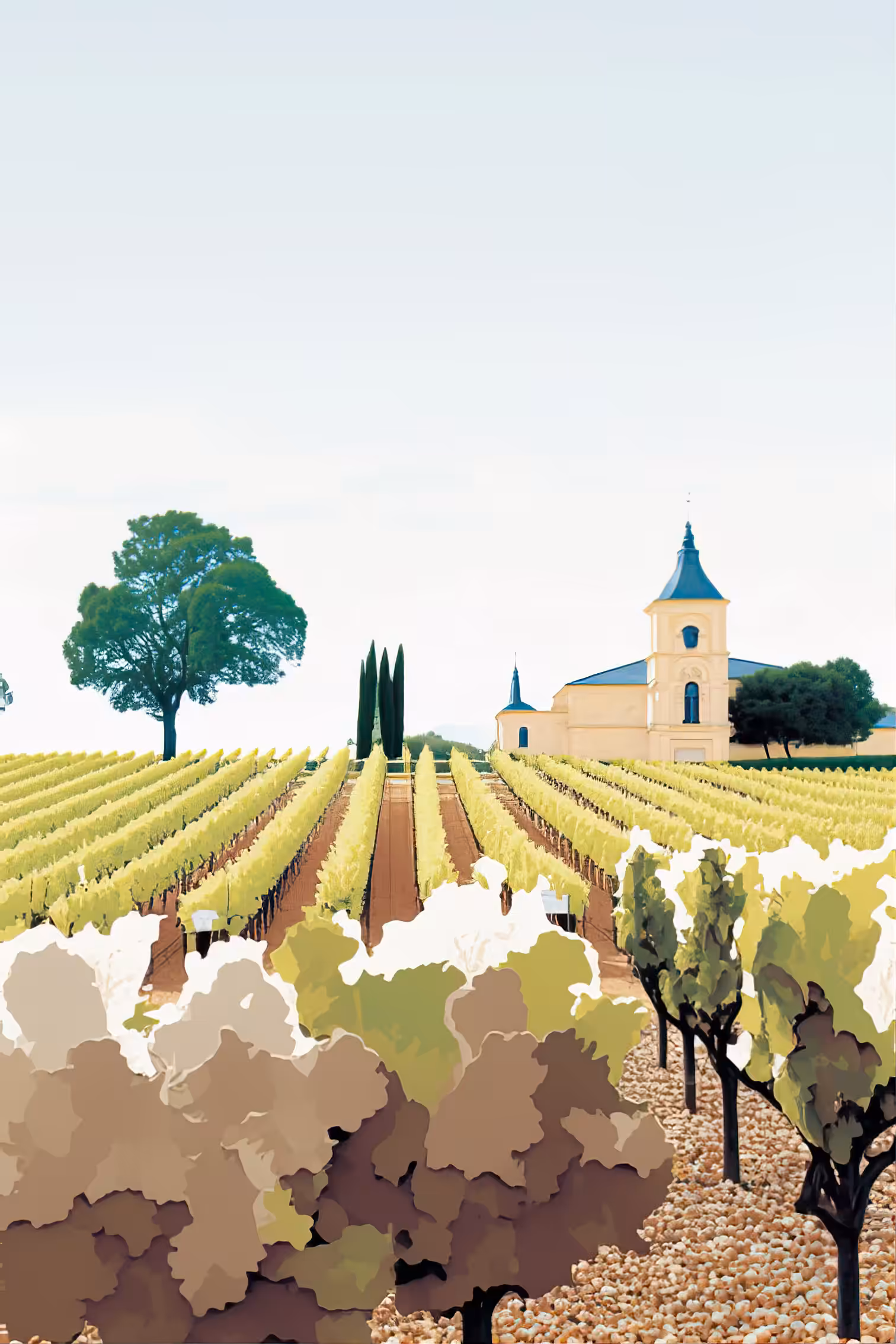 Chasselas de Moissac