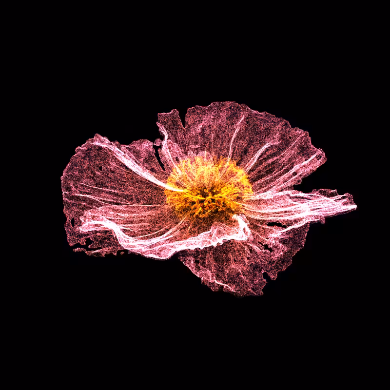 White Poppy 30 #294