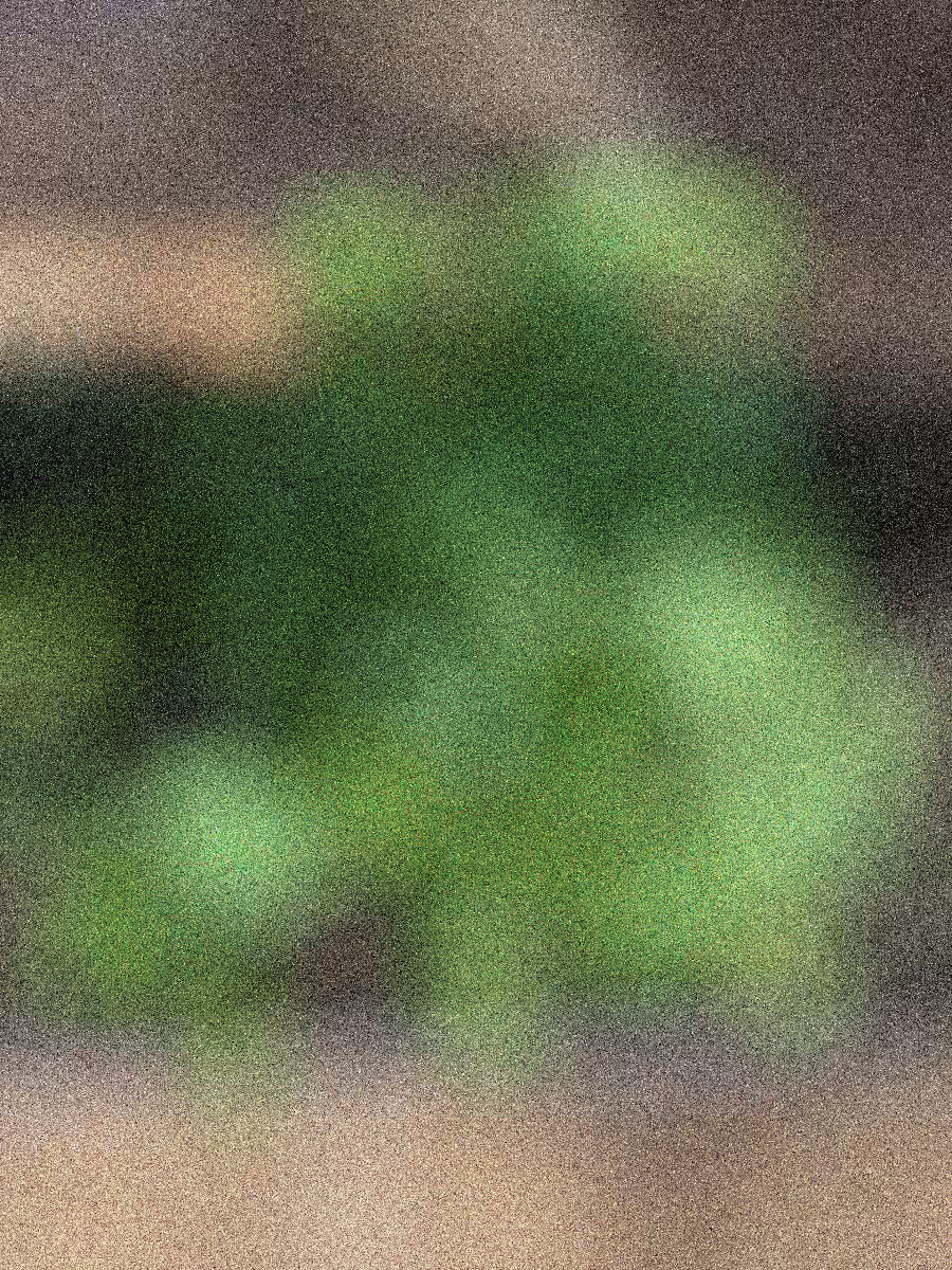 Beans Seedling