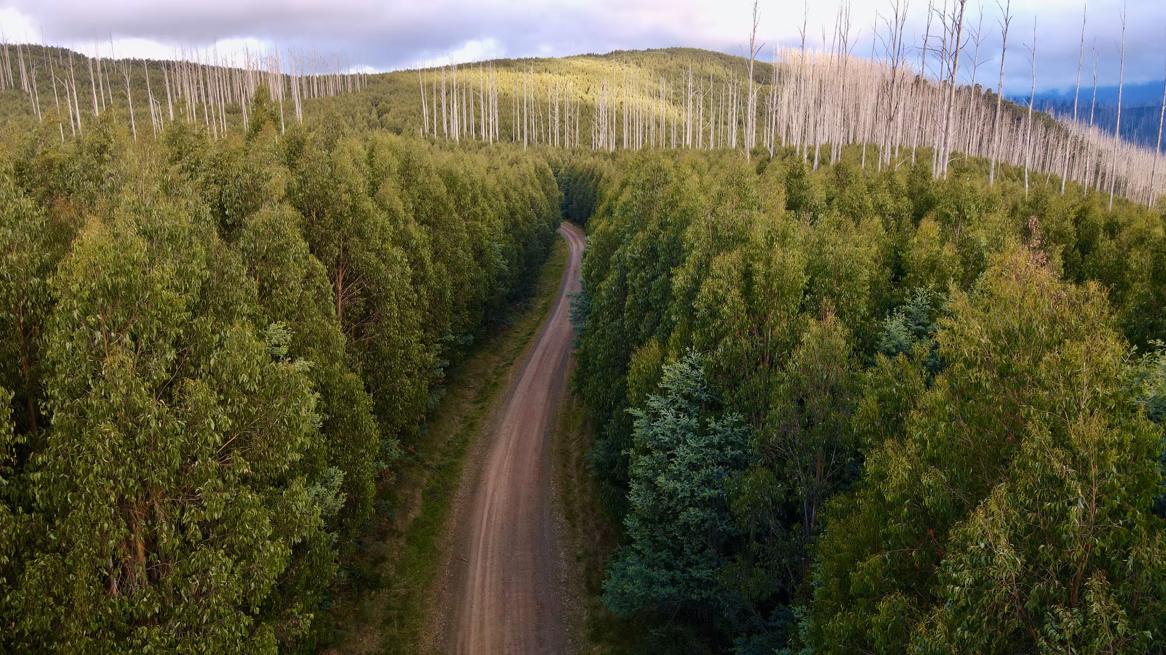 Yarra Ranges 