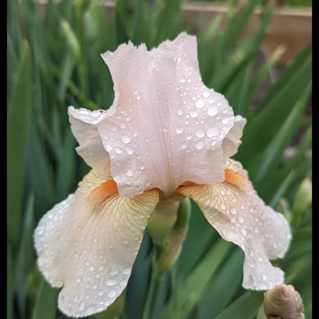 Unveiling Iris