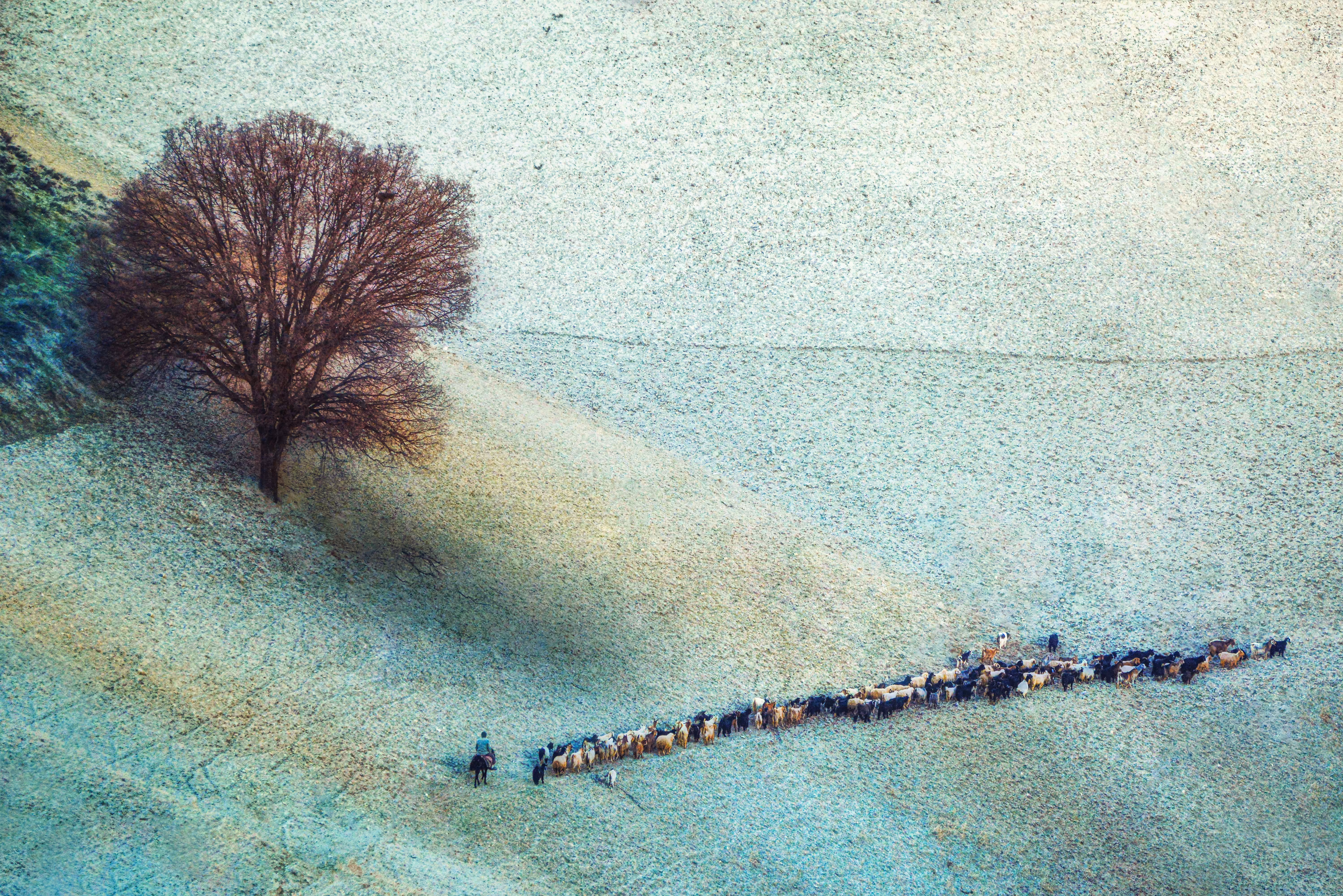 The tree and the shepherd