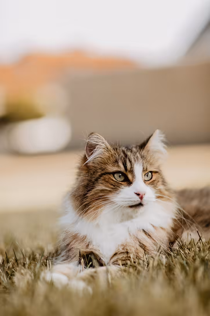 Norwegian Forest cat