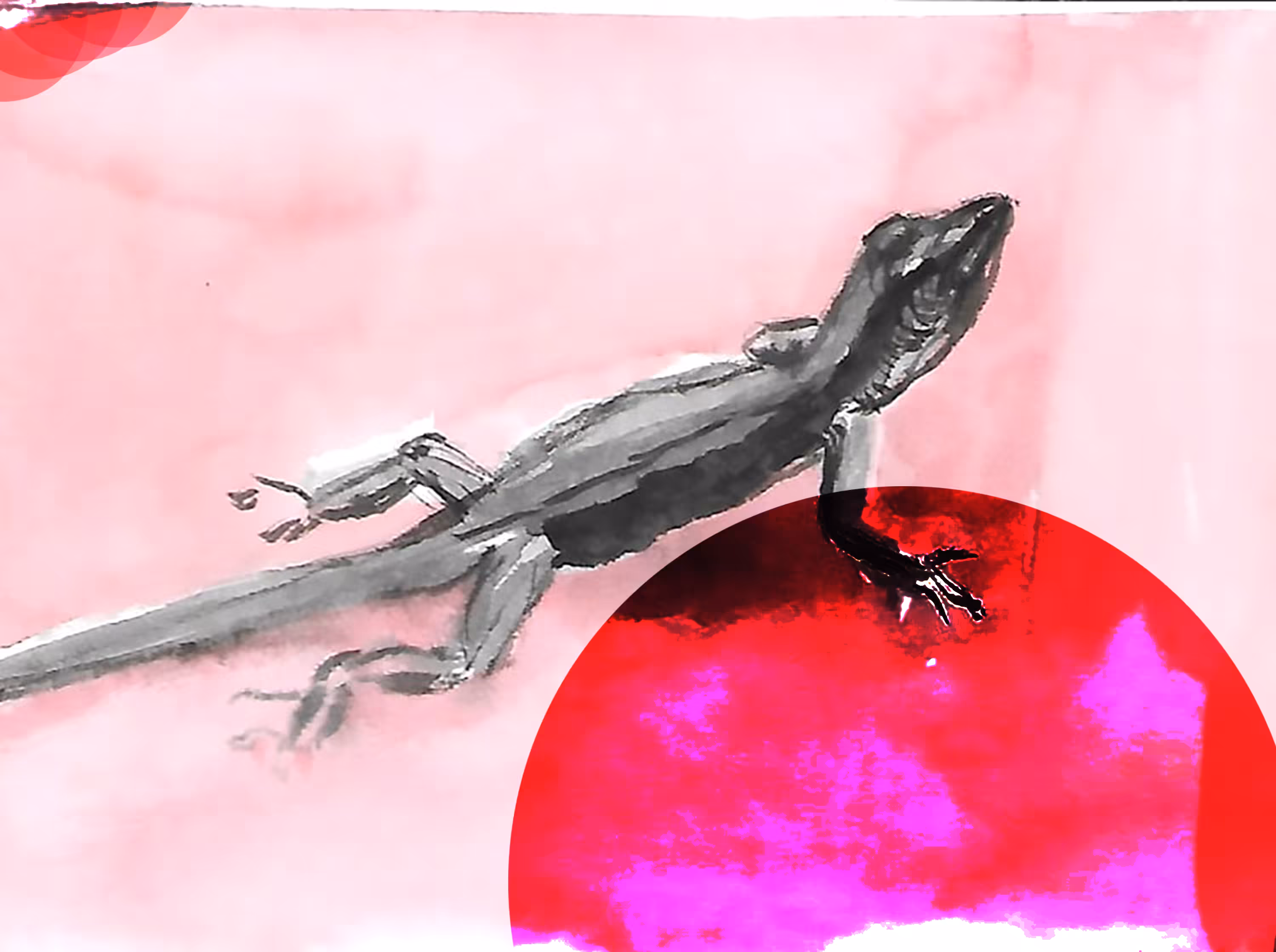 Lagarto