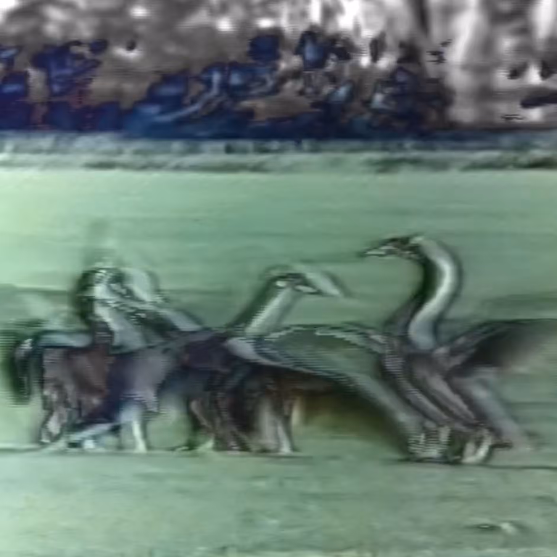 vhs dream 0094
