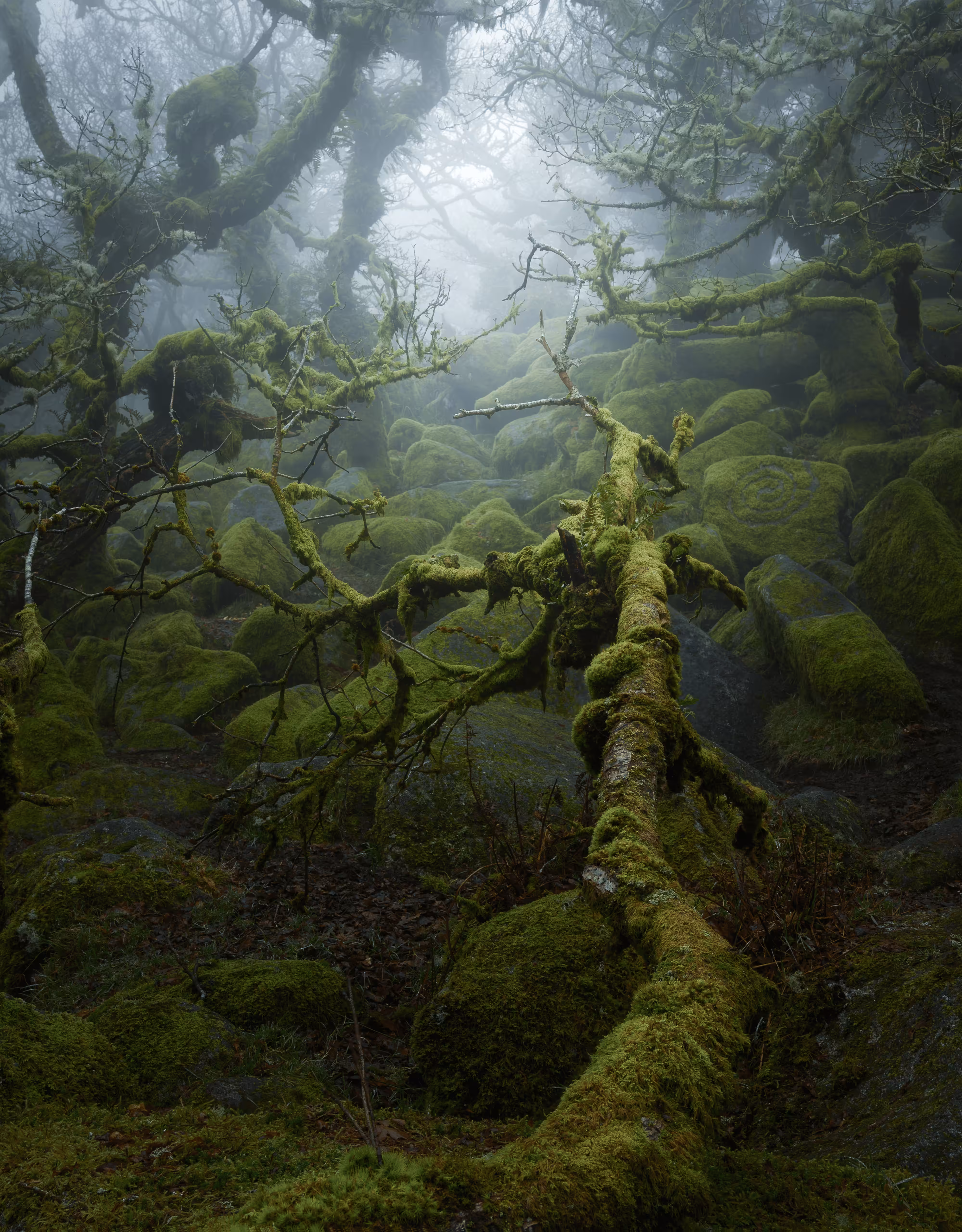 MYSTICAL XIV (CRAWL)