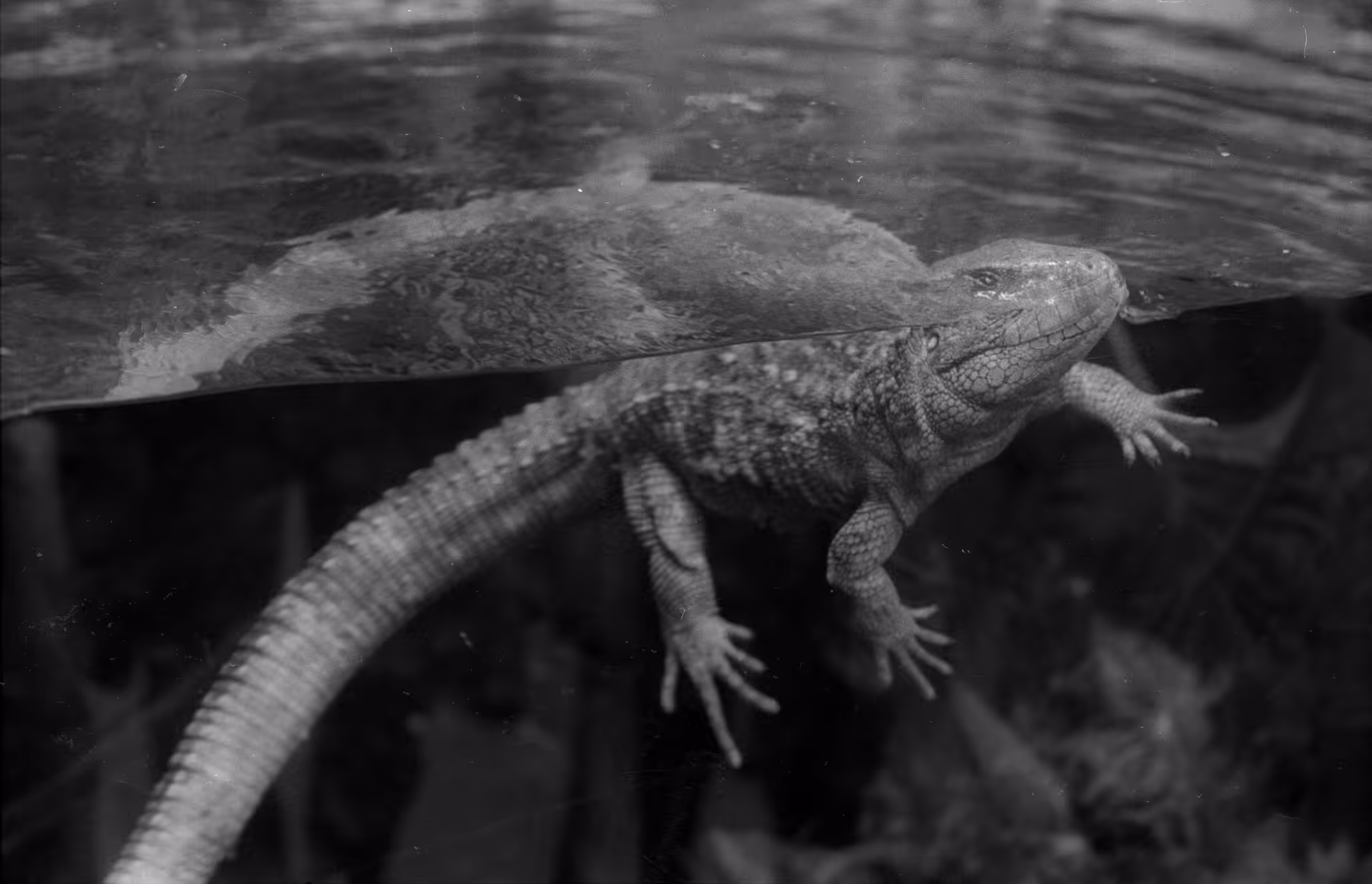 Caiman Lizard at Aquarium
