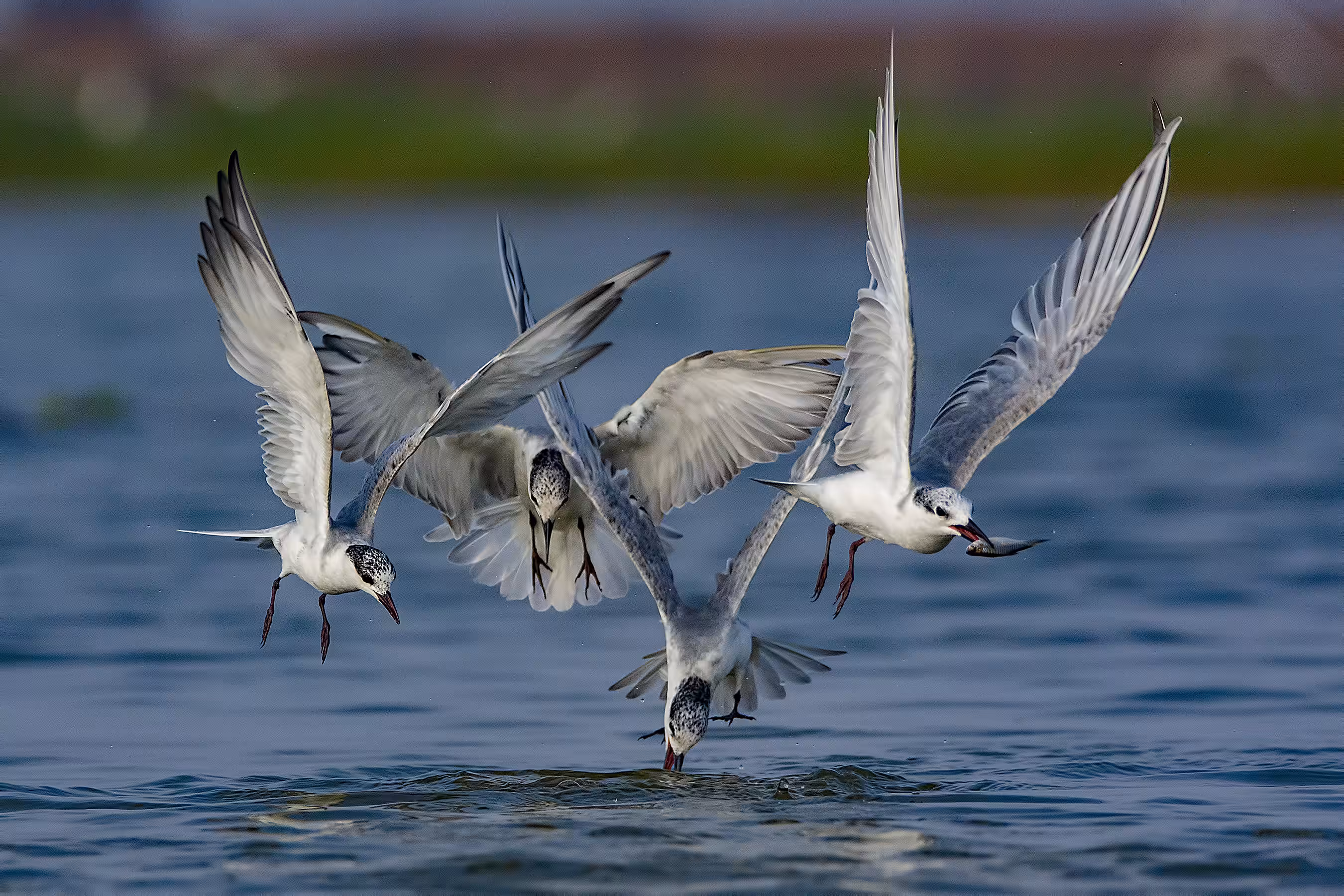 Whiskered Tern