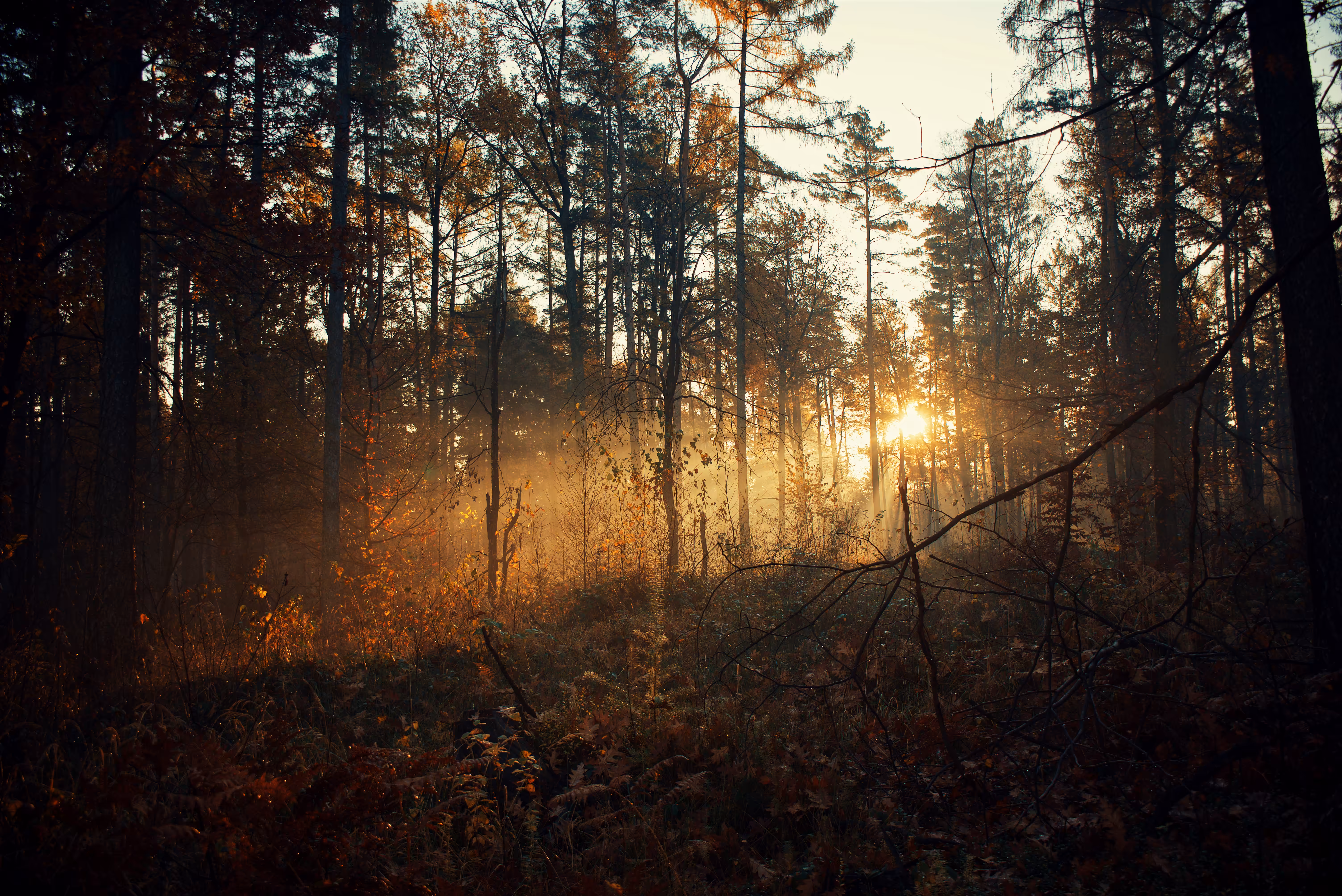 Morning Sun