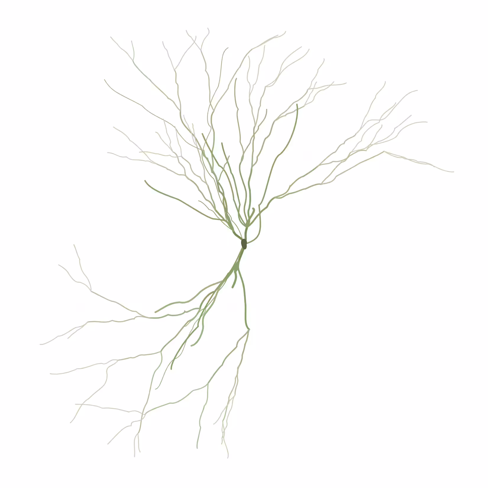 Ghost Forest Seedlings: Ghost Forest Seedling #377