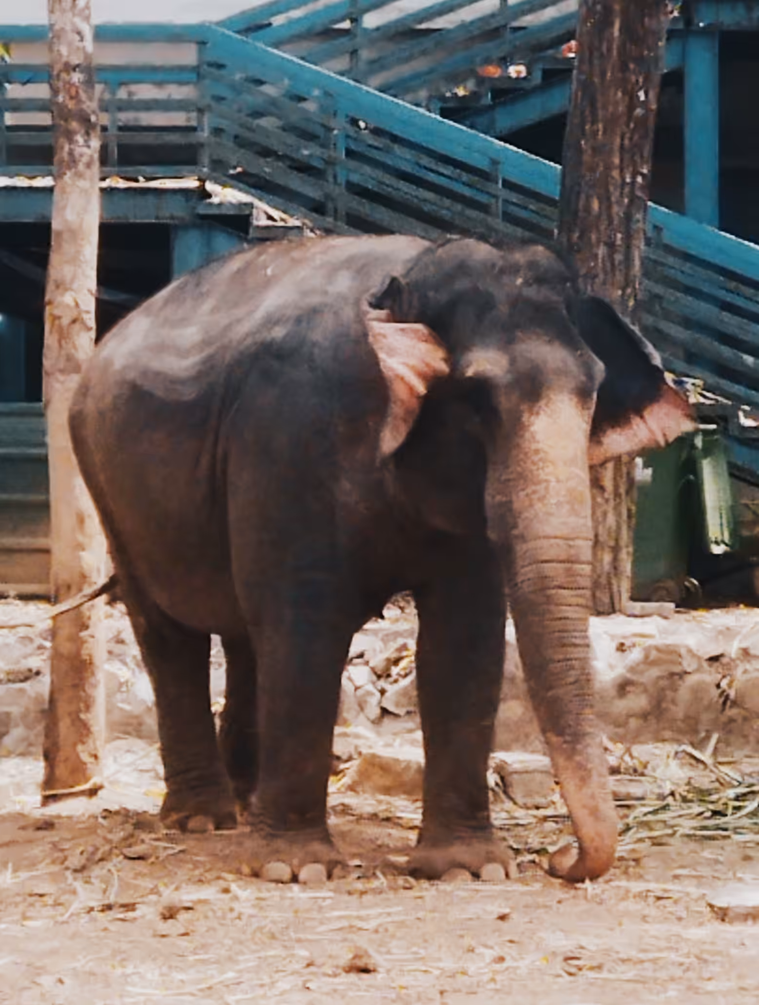Female Indian Elephant