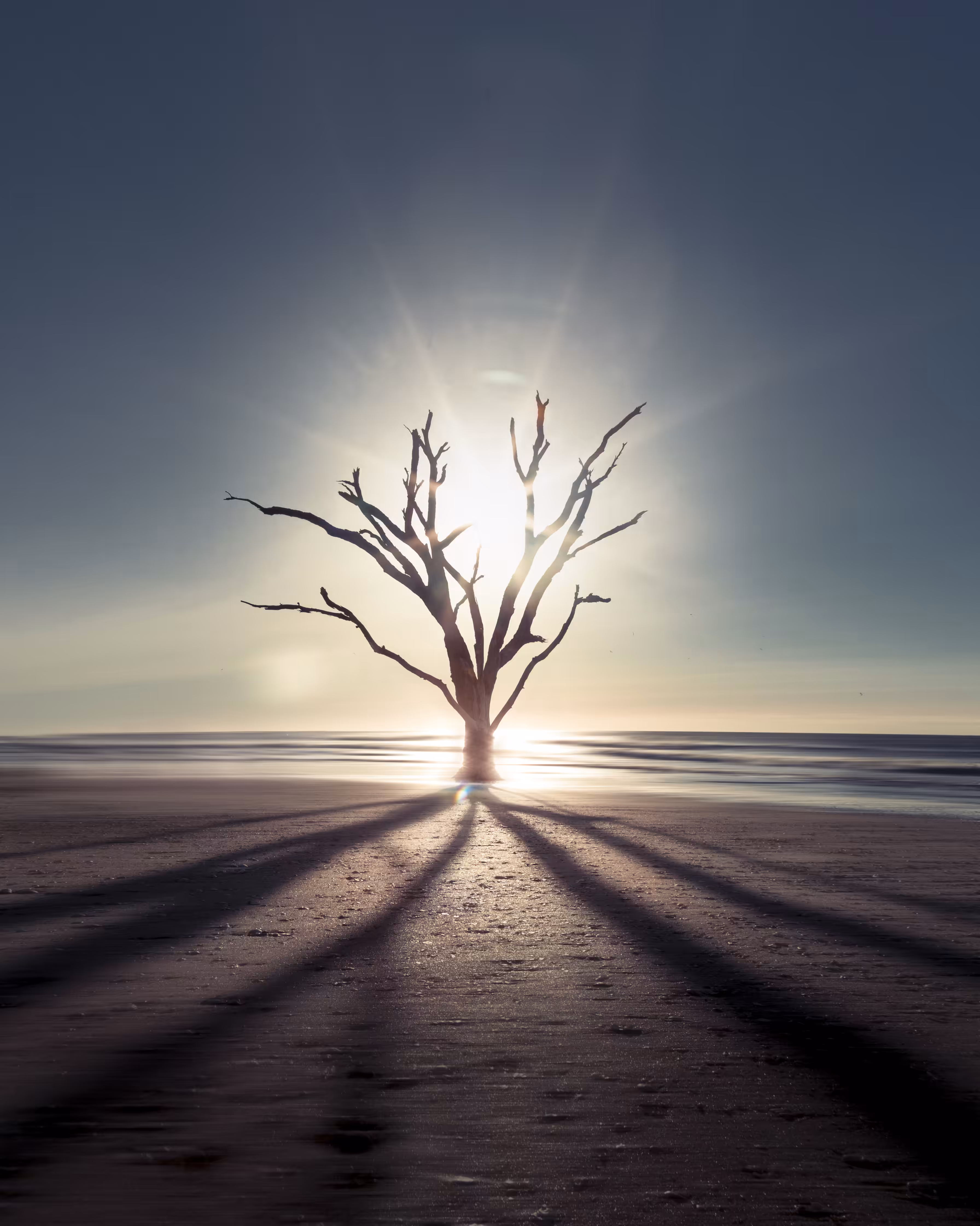 Lonesome Oak
