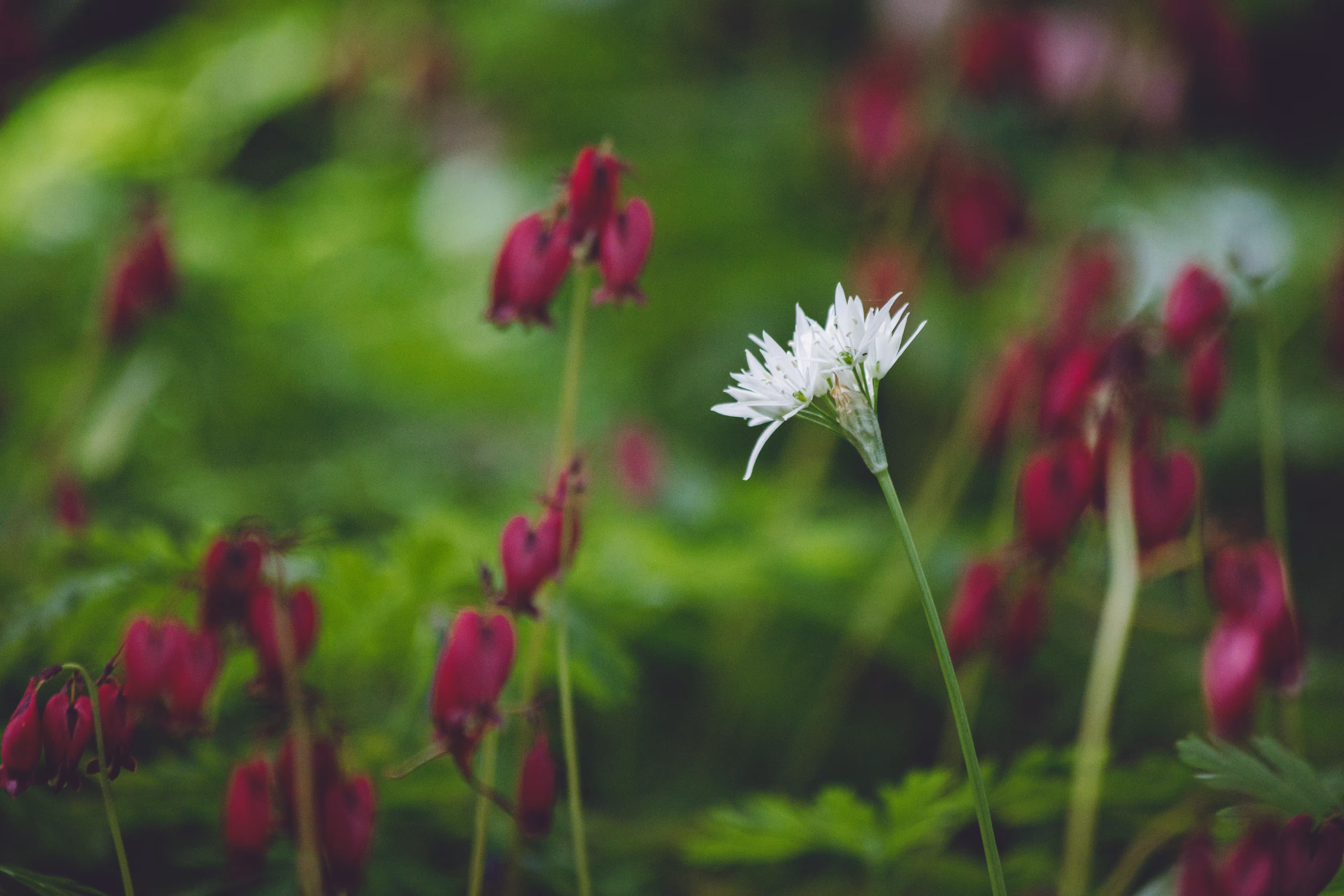 The Rebel Bloom
