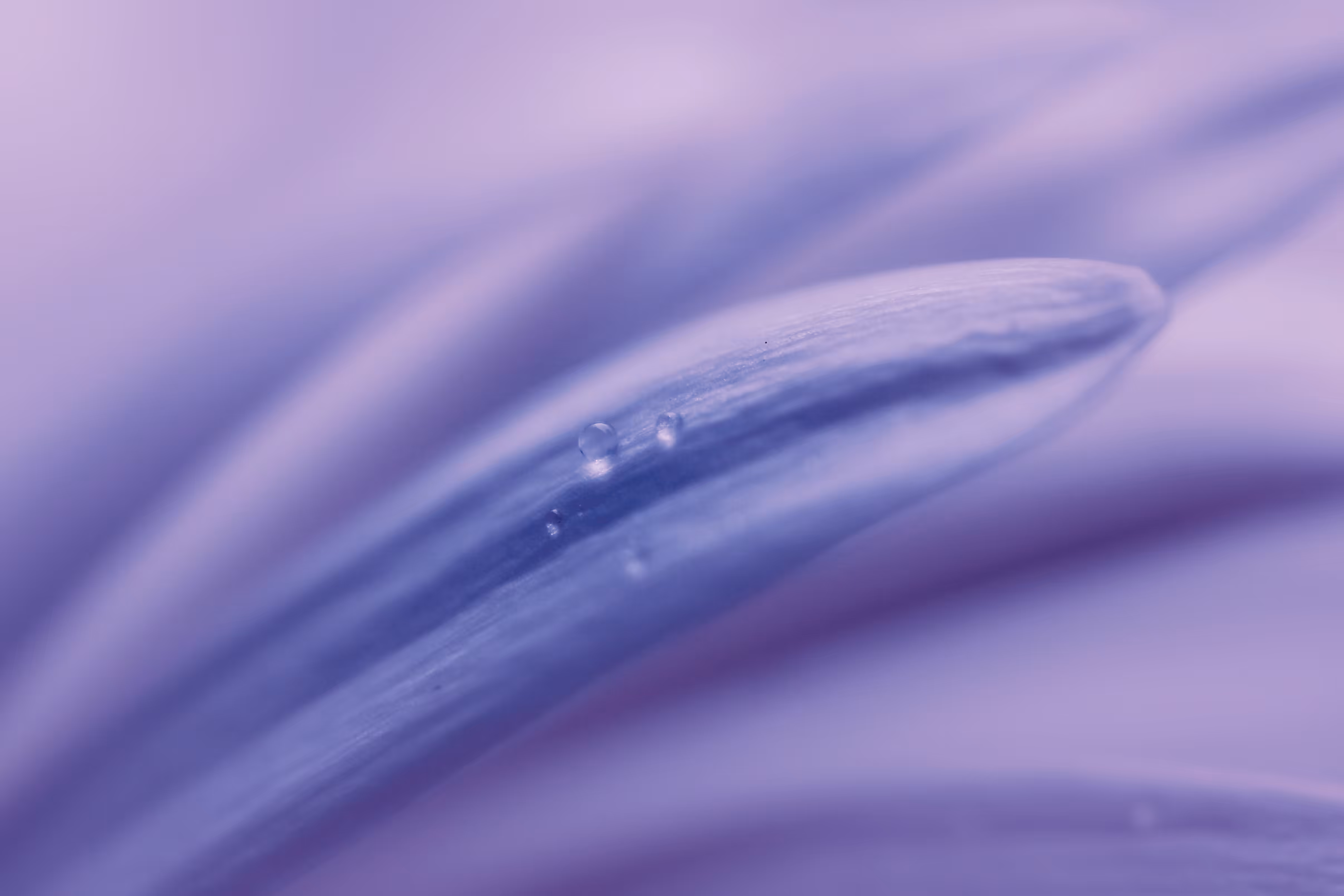 Flora 26