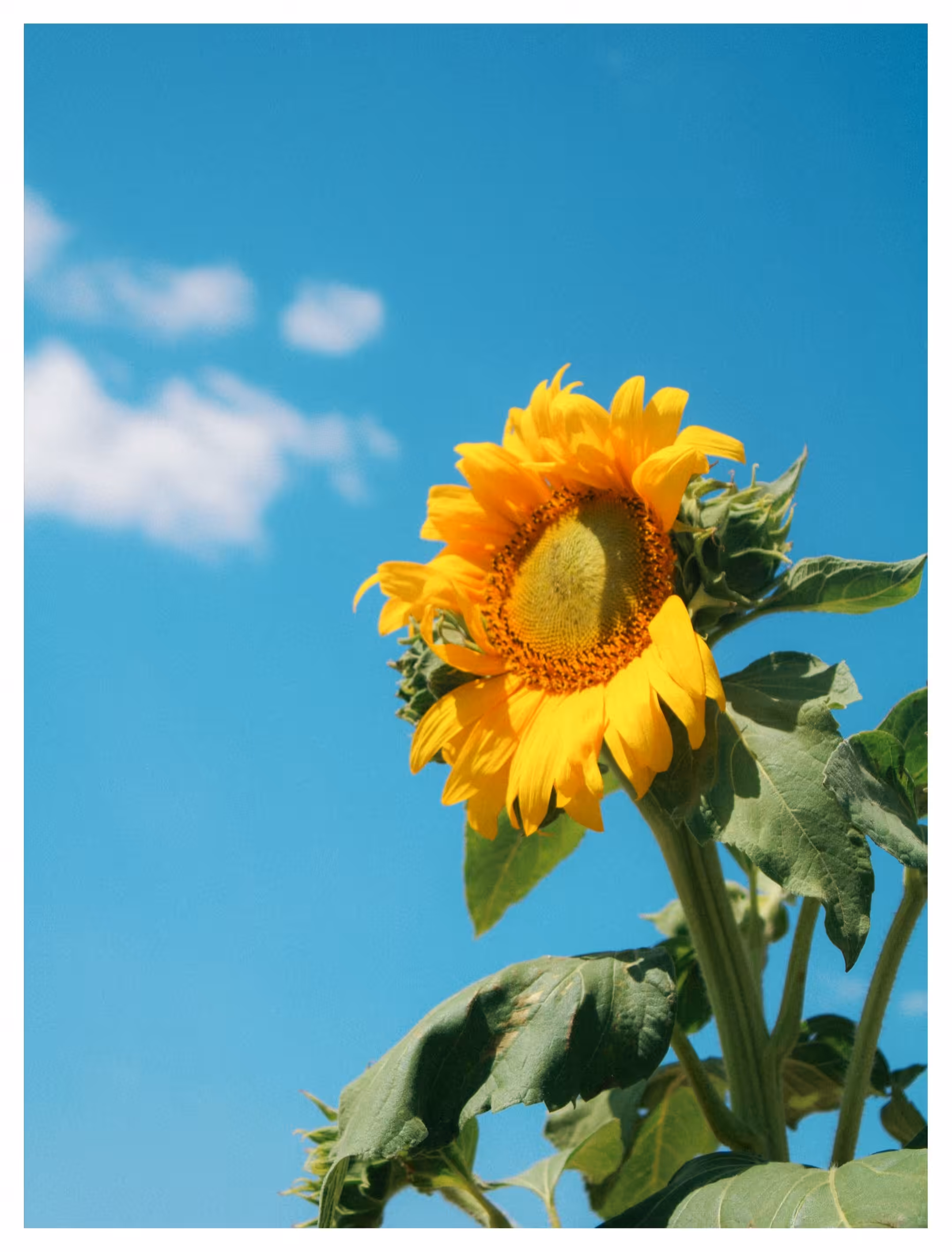 Facing the Sun 