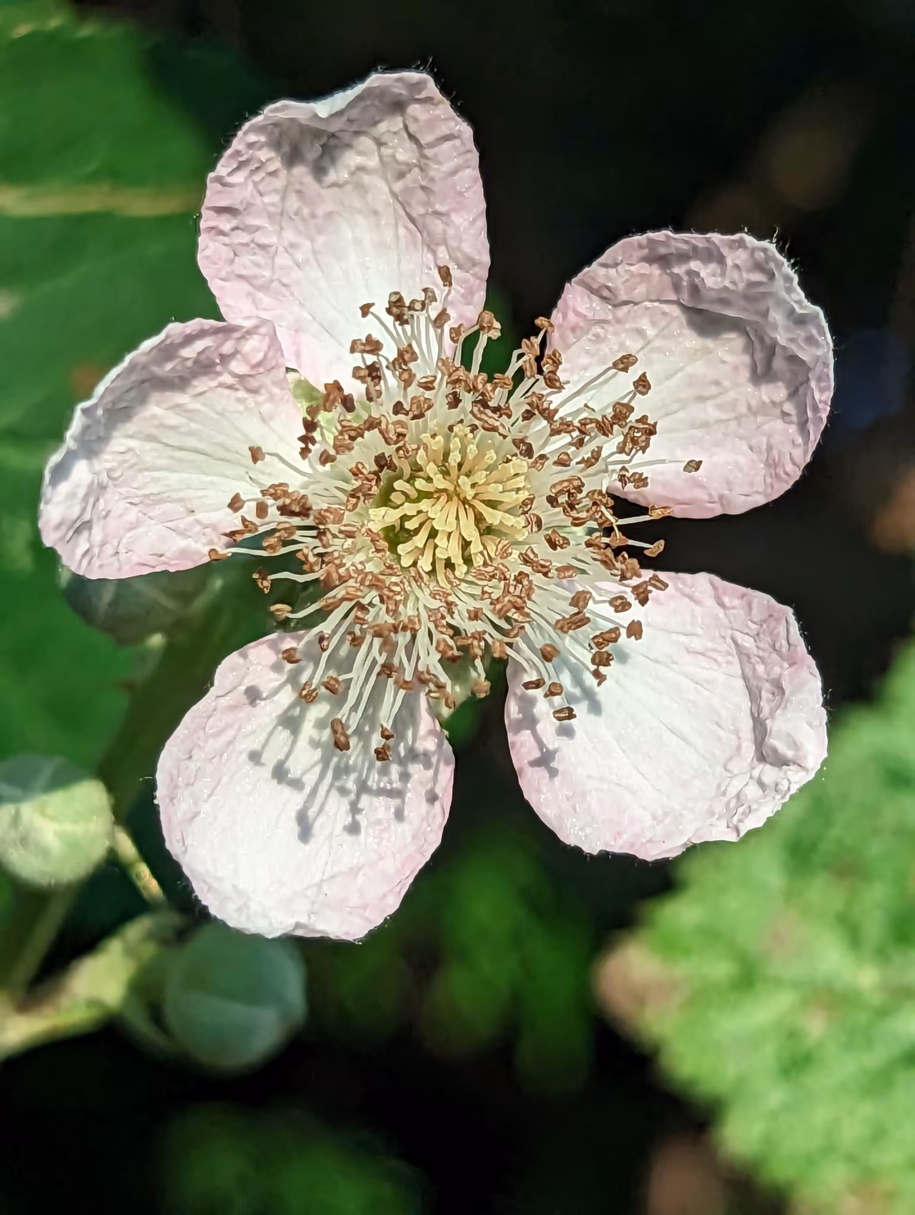 Blackberries have thorns