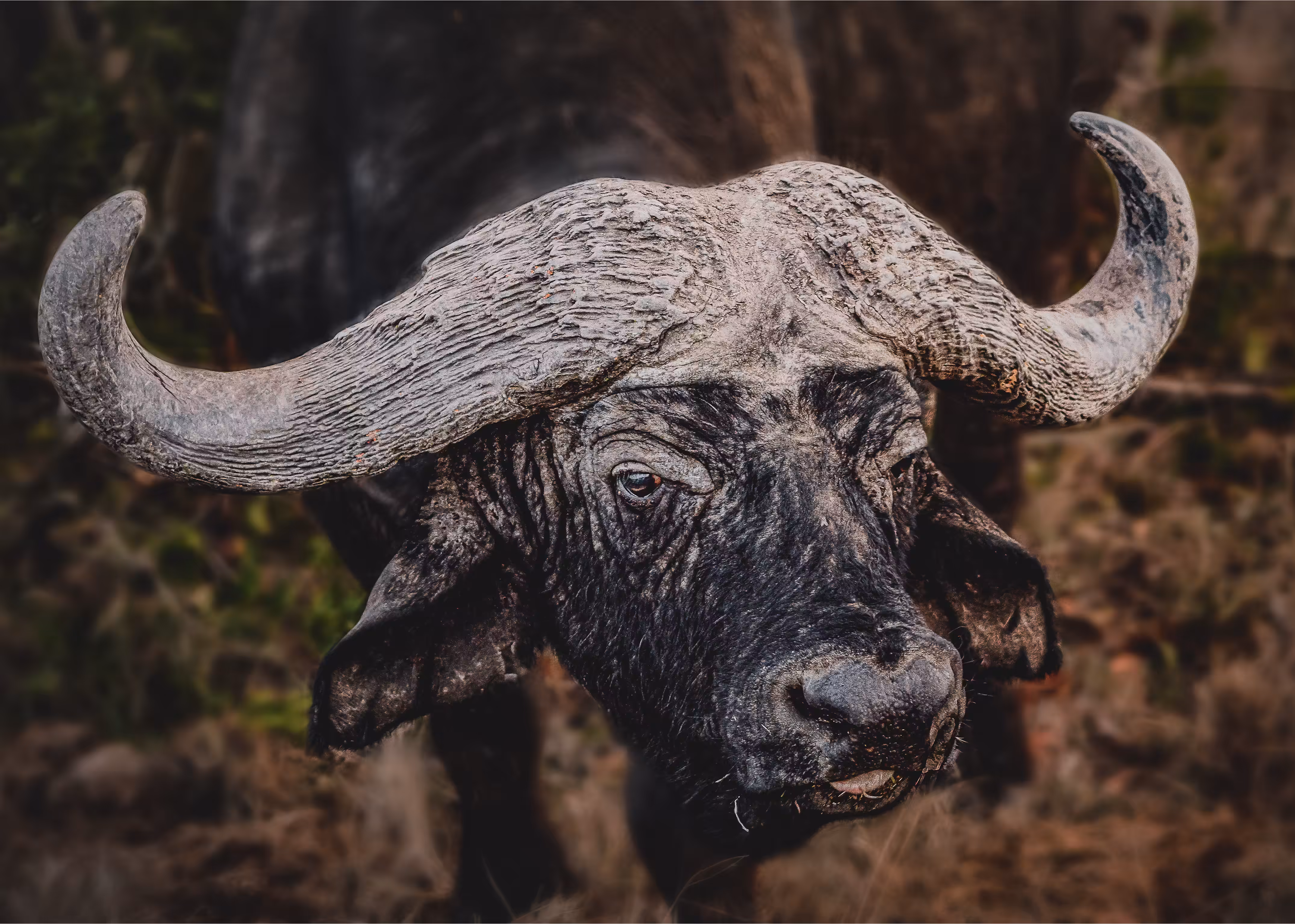 Nyati ( Nya-Tea in Swahili) / Buffalo